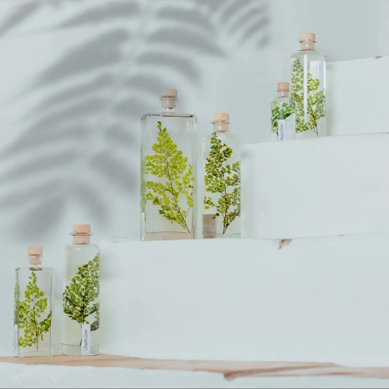 Piante aeree Tillandsie, talee coltivate in idroponica e vasi in vetro per creare un angolo verde e naturale in casa.