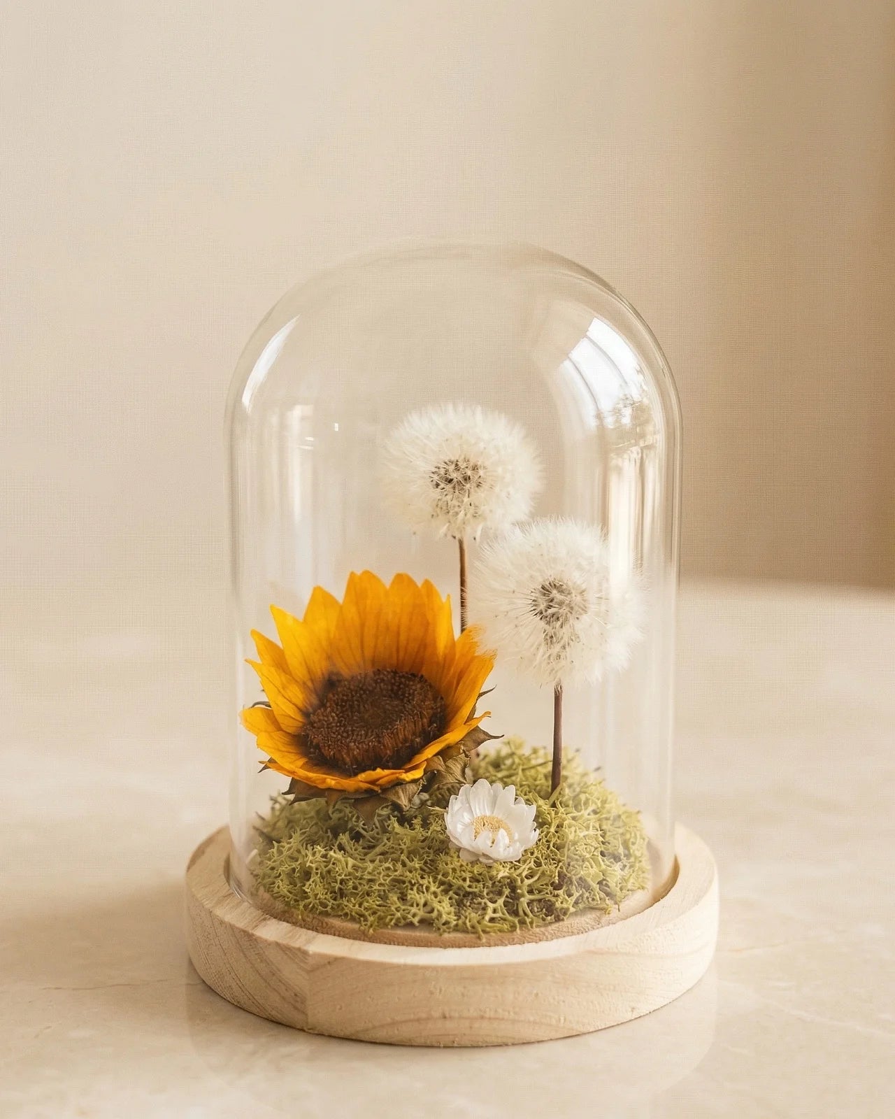 Alma Luciente - girasole stabilizzato con soffioni preservati ed elicrisio bianco su muschio in campana di vetro con base in legno naturale - Io Sono La Luce Roma