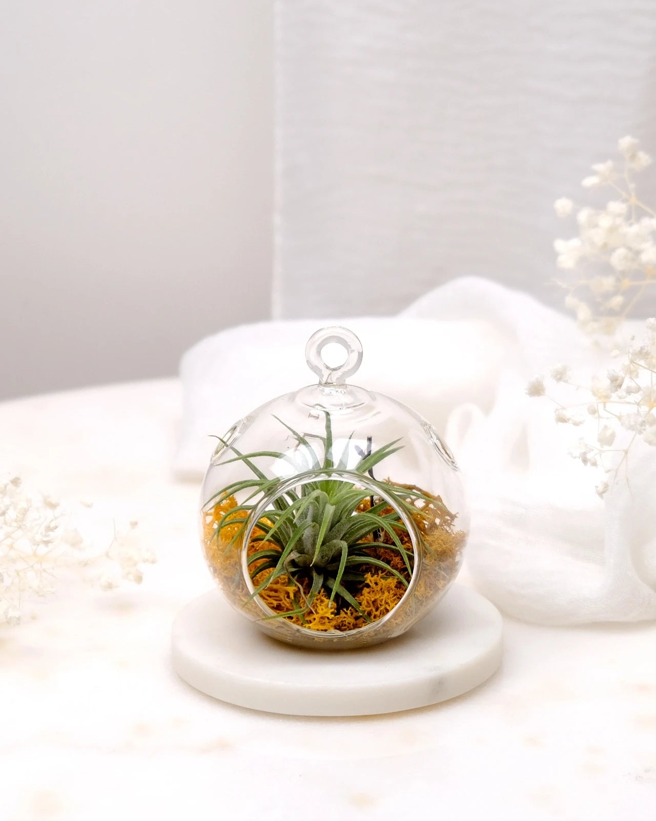 Aria | Terrarium - Tillandsia in Bowl di Vetro