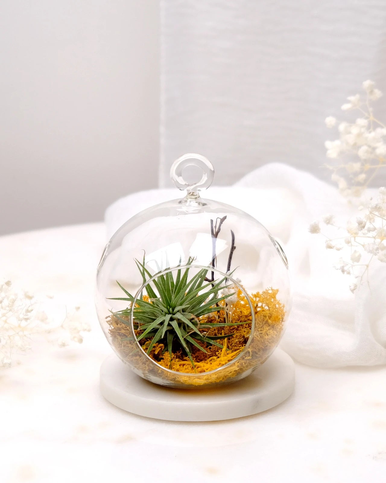 Aria | Terrarium - Tillandsia in Bowl di Vetro