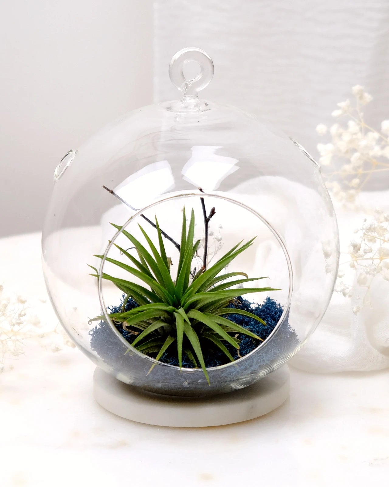 Aria | Terrarium - Tillandsia in Bowl di Vetro