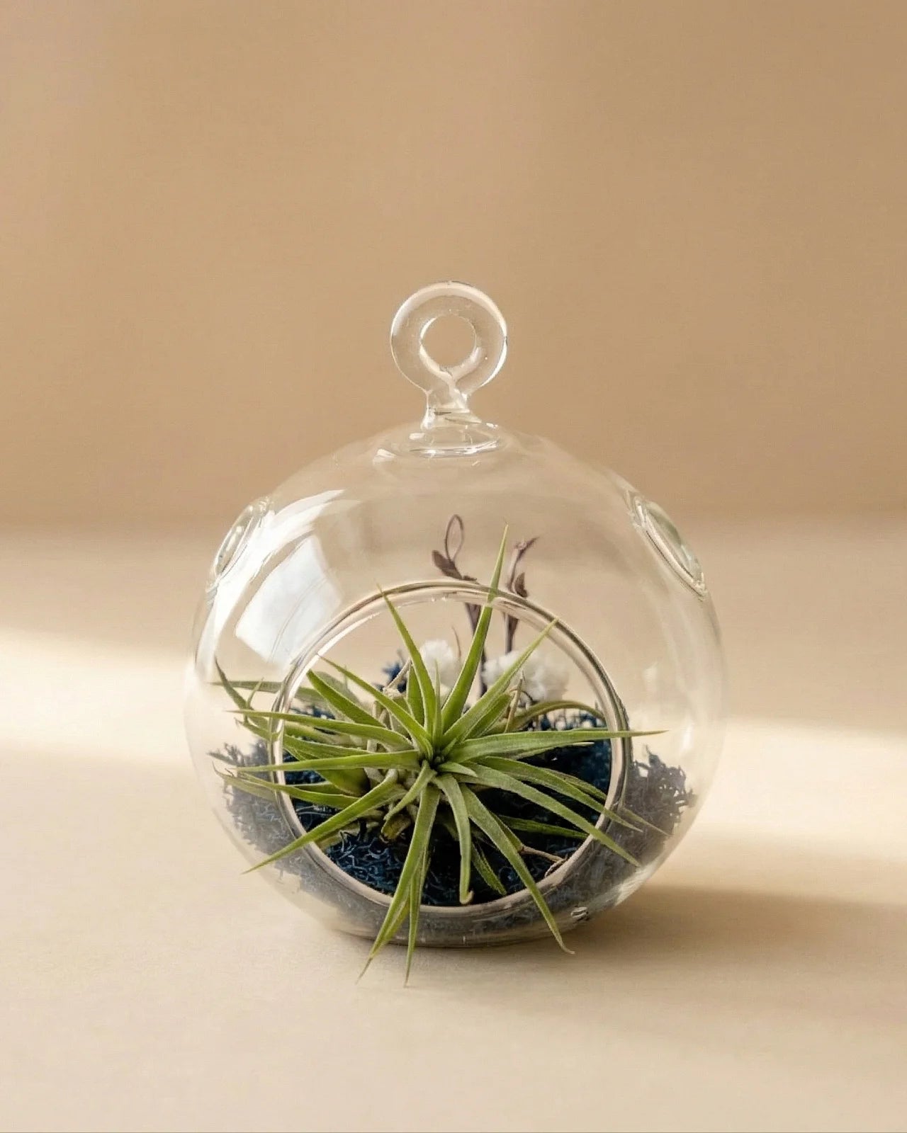 Tillandsia Aria terrarium vetro muschio blu oceano turchese pianta aria decorativa senza acqua Roma