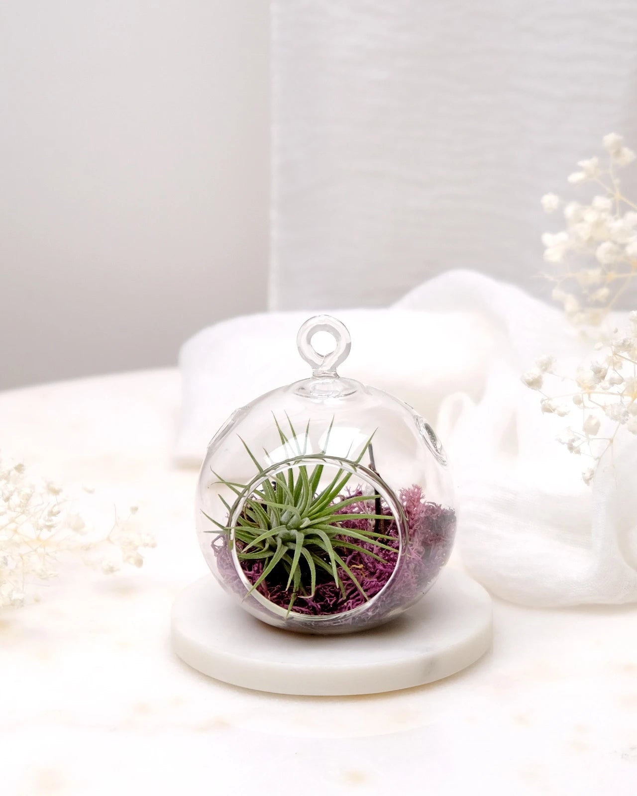 Aria | Terrarium - Tillandsia in Bowl di Vetro