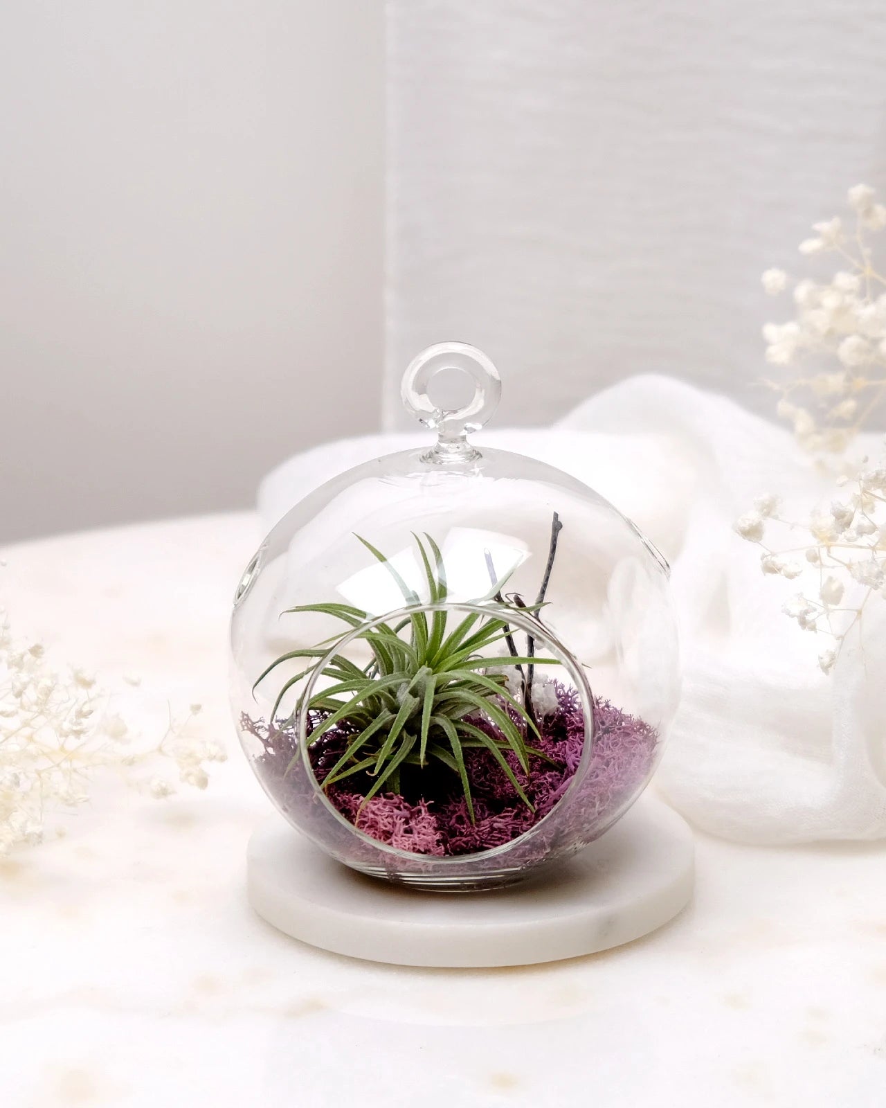 Aria | Terrarium - Tillandsia in Bowl di Vetro