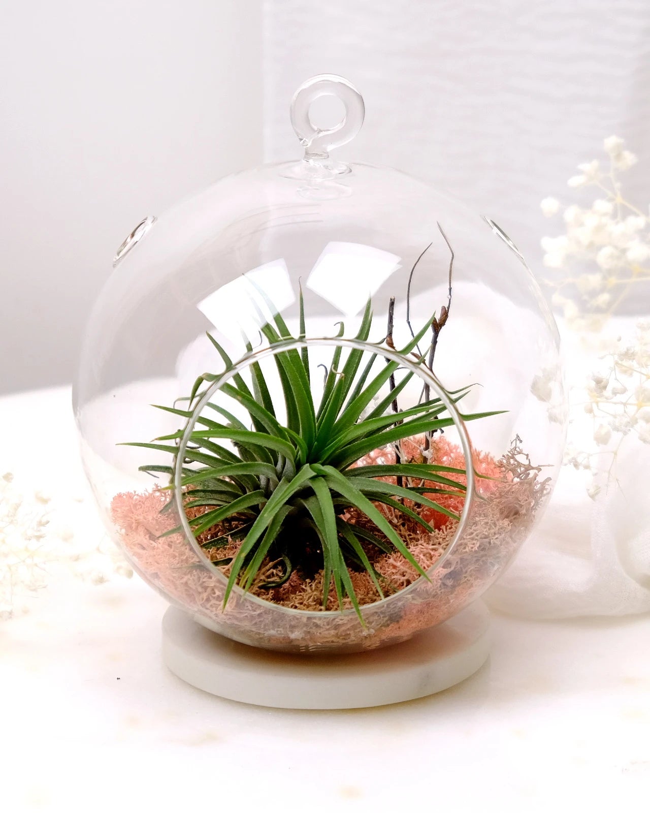 Aria | Terrarium - Tillandsia in Bowl di Vetro
