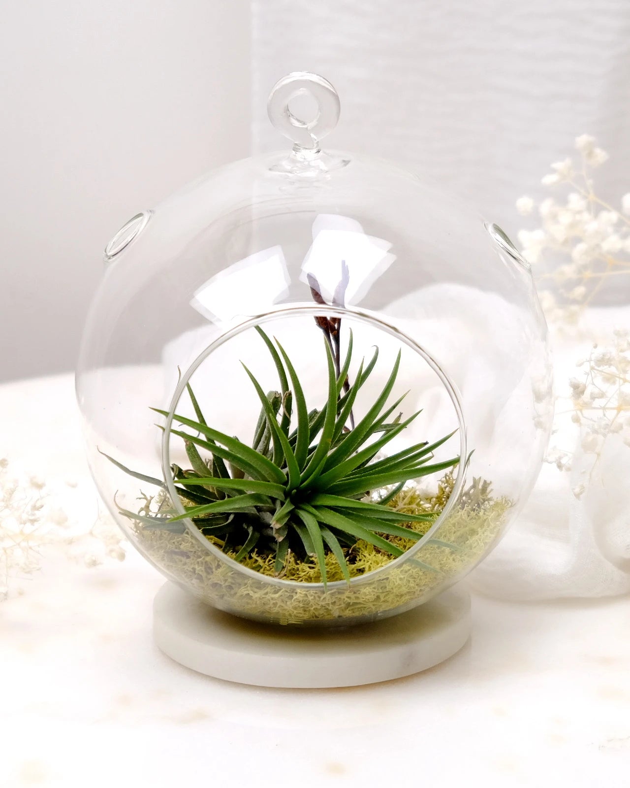 Aria | Terrarium - Tillandsia in Bowl di Vetro