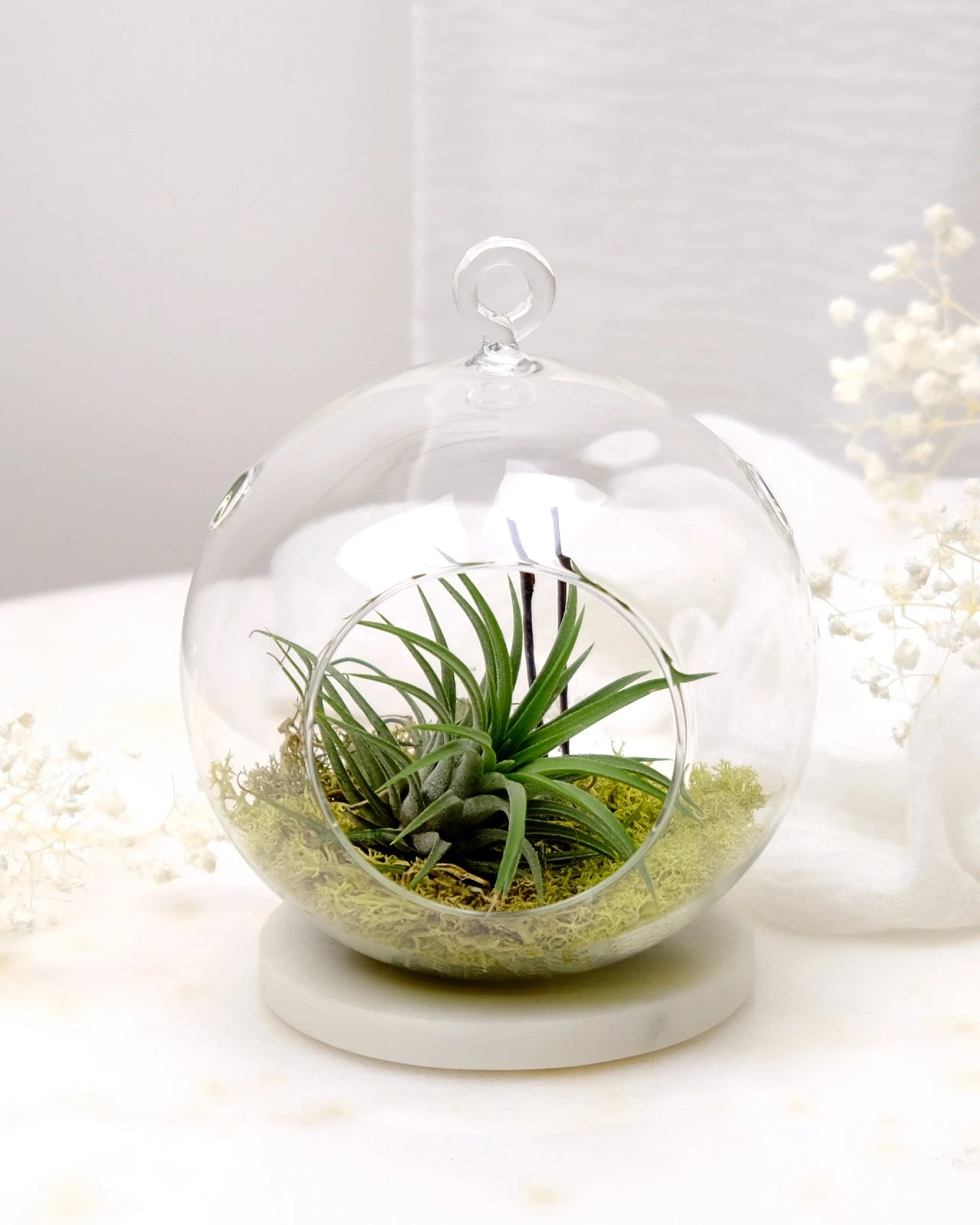Aria | Terrarium - Tillandsia in Bowl di Vetro