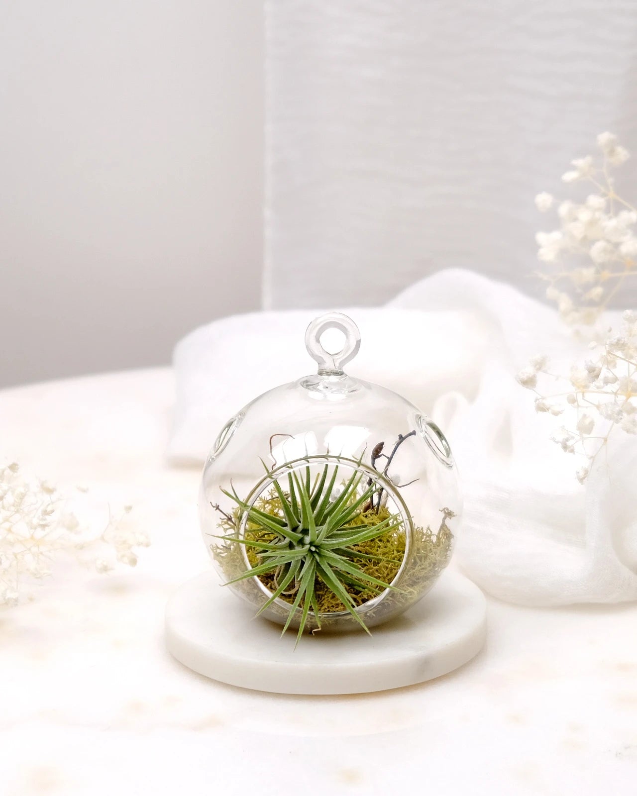 Aria | Terrarium - Tillandsia in Bowl di Vetro