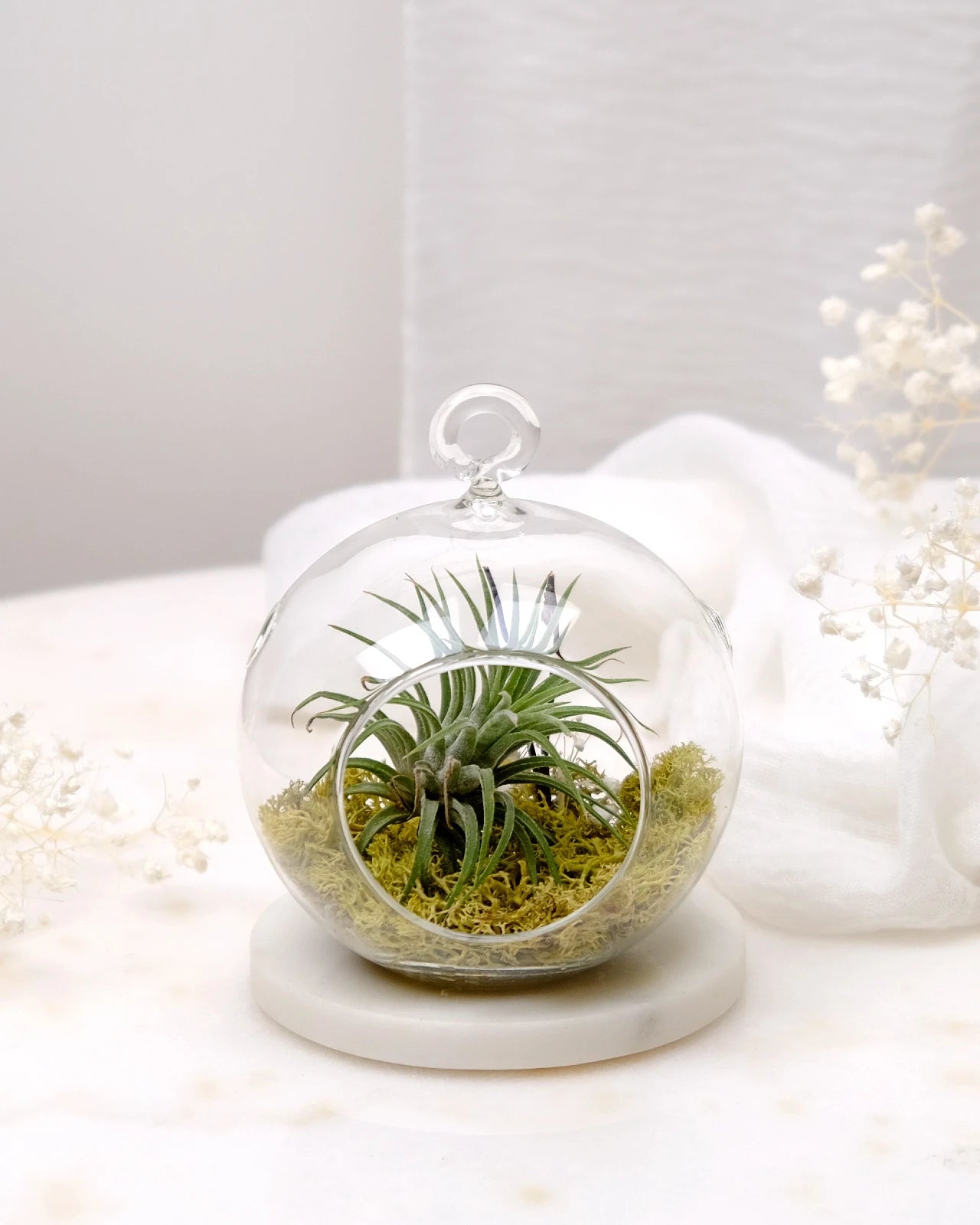 Aria | Terrarium - Tillandsia in Bowl di Vetro