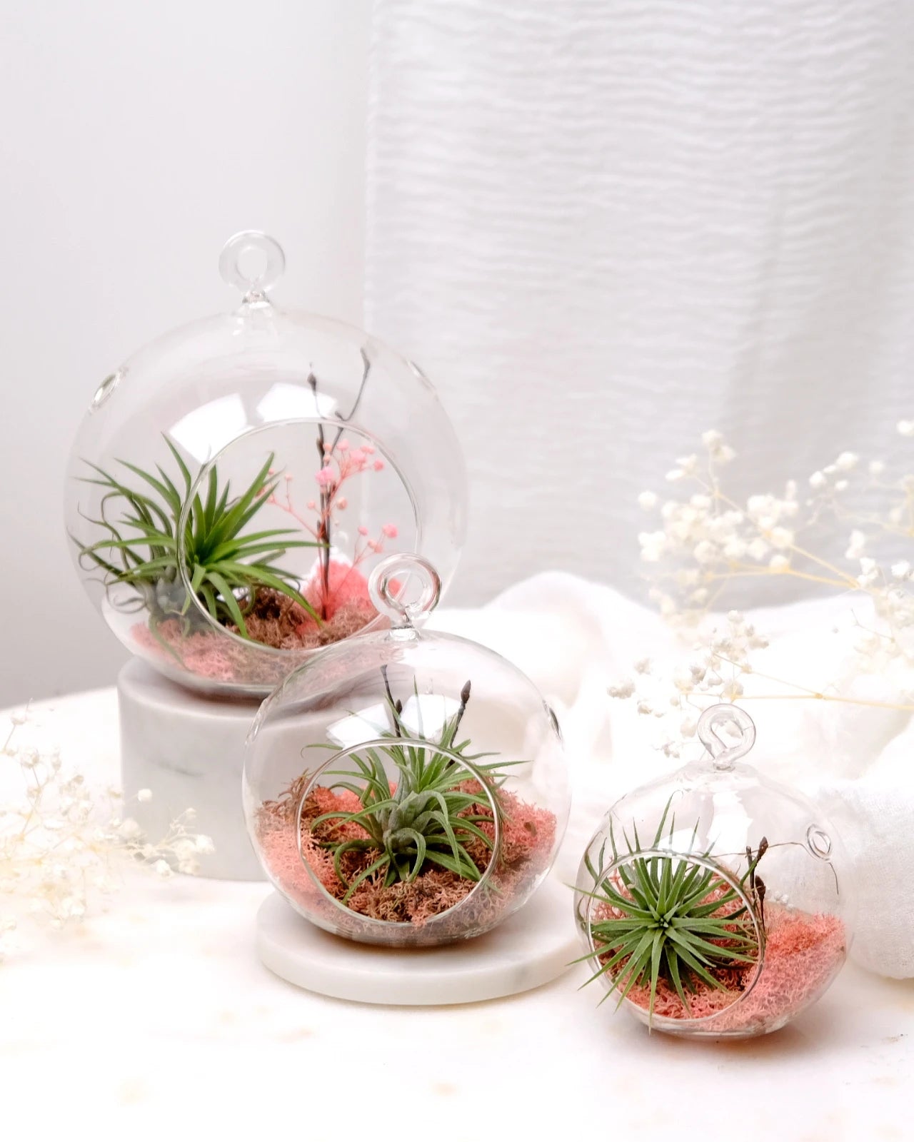 Aria | Terrarium - Tillandsia in Bowl di Vetro