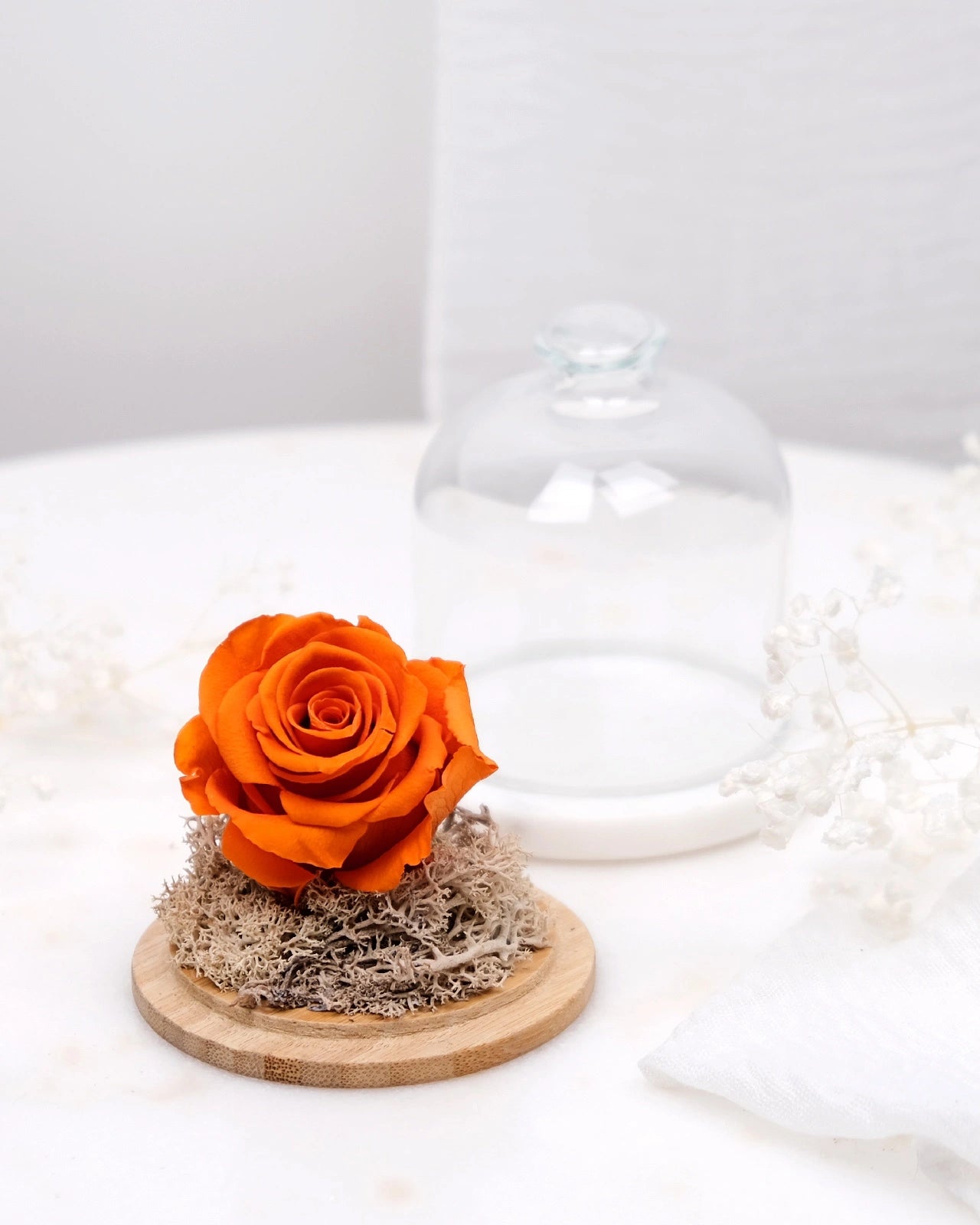 rosa stabilizzata sotto campana di vetro colore arancione