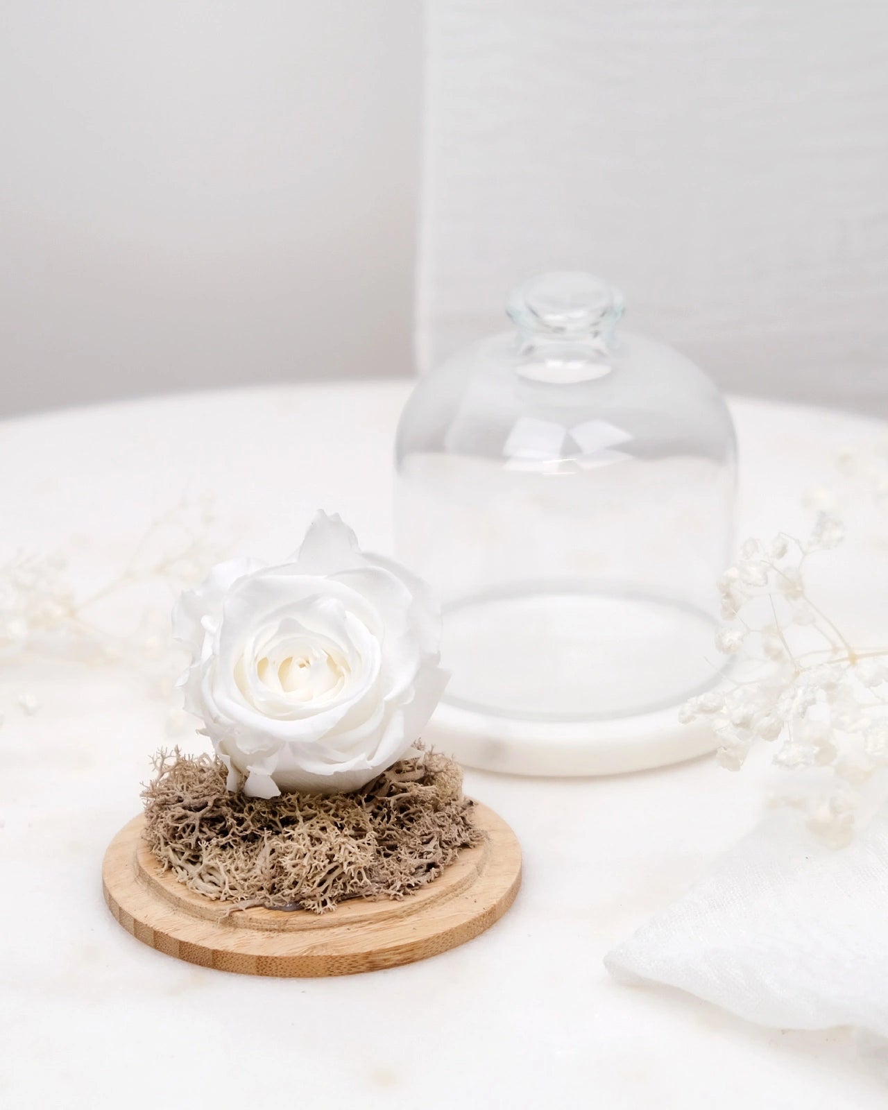 rosa stabilizzata sotto campana di vetro colore bianco neve