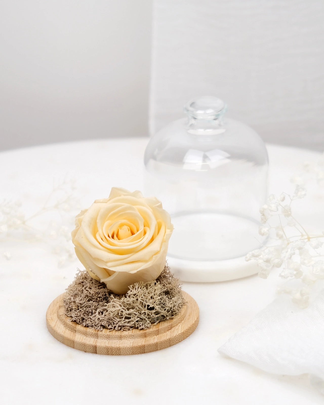 rosa stabilizzata sotto campana di vetro colore champagne