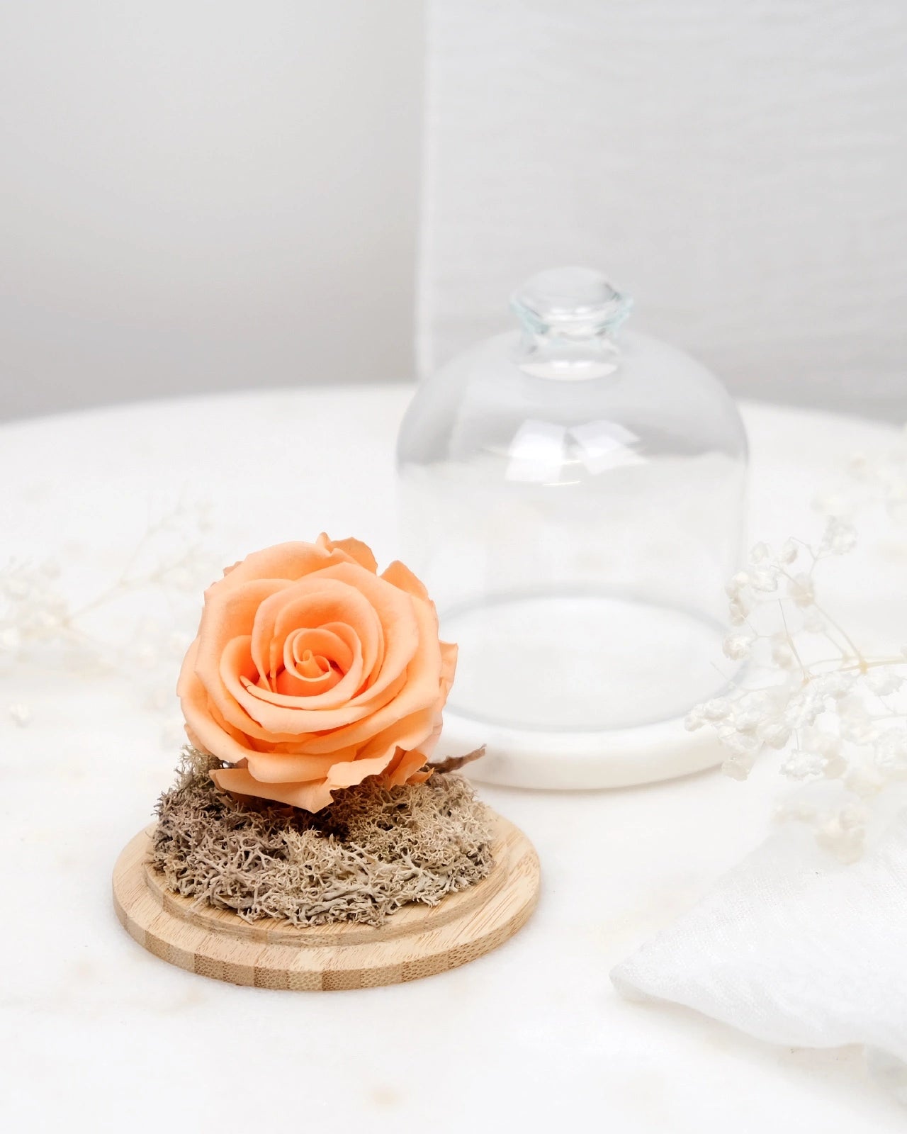 rosa stabilizzata sotto campana di vetro colore pesca