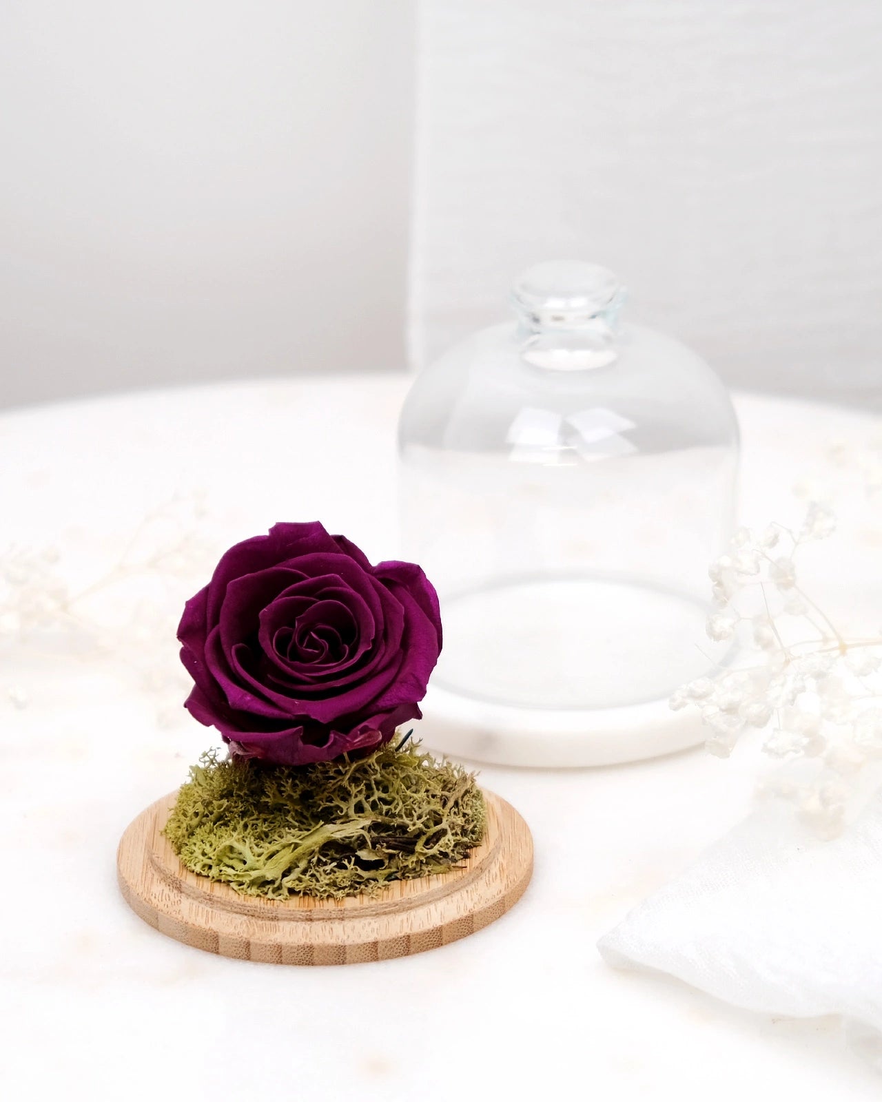 rosa stabilizzata sotto campana di vetro colore prugna