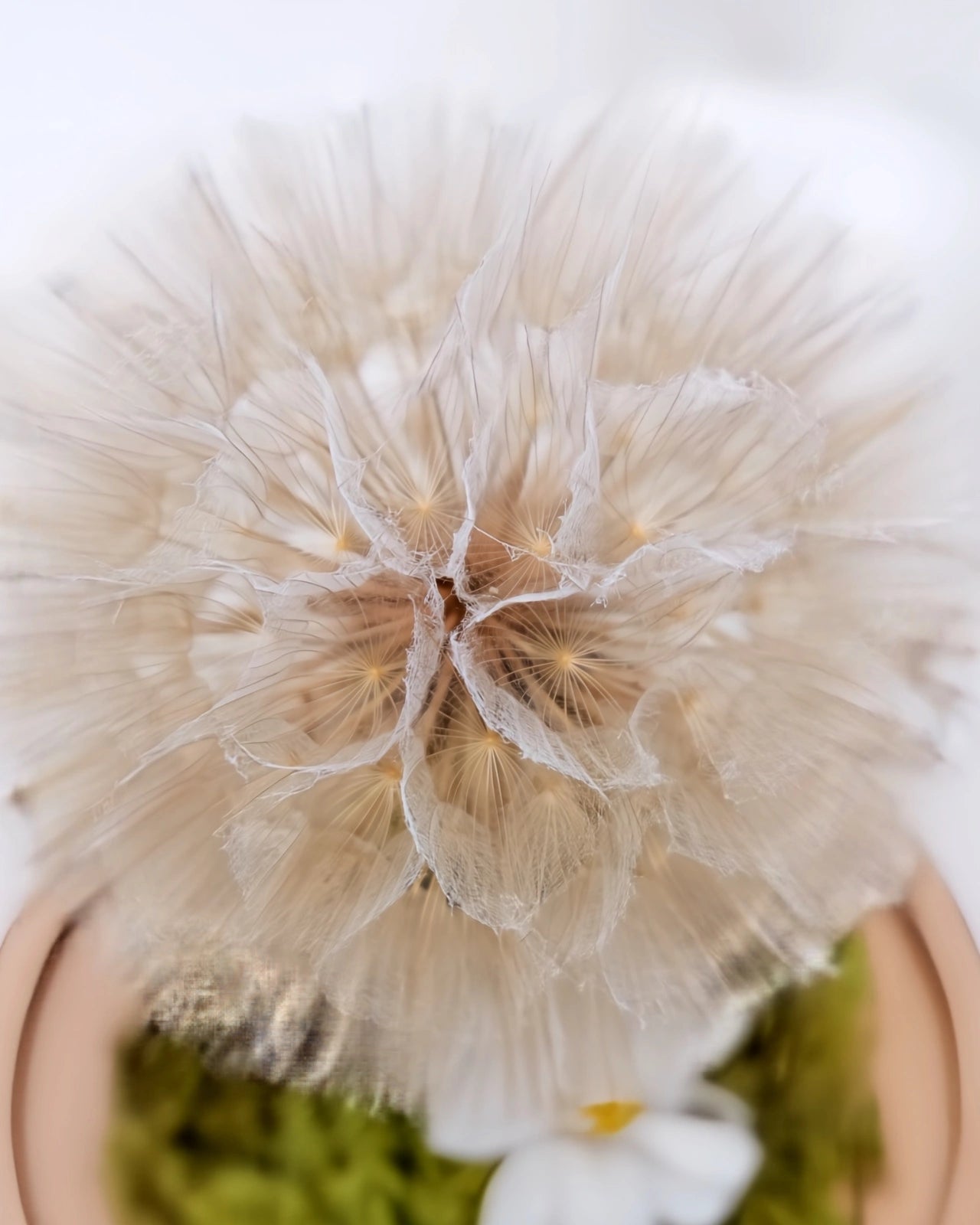 dettaglio del soffione di tarassaco preservato nel giardino dei desideri