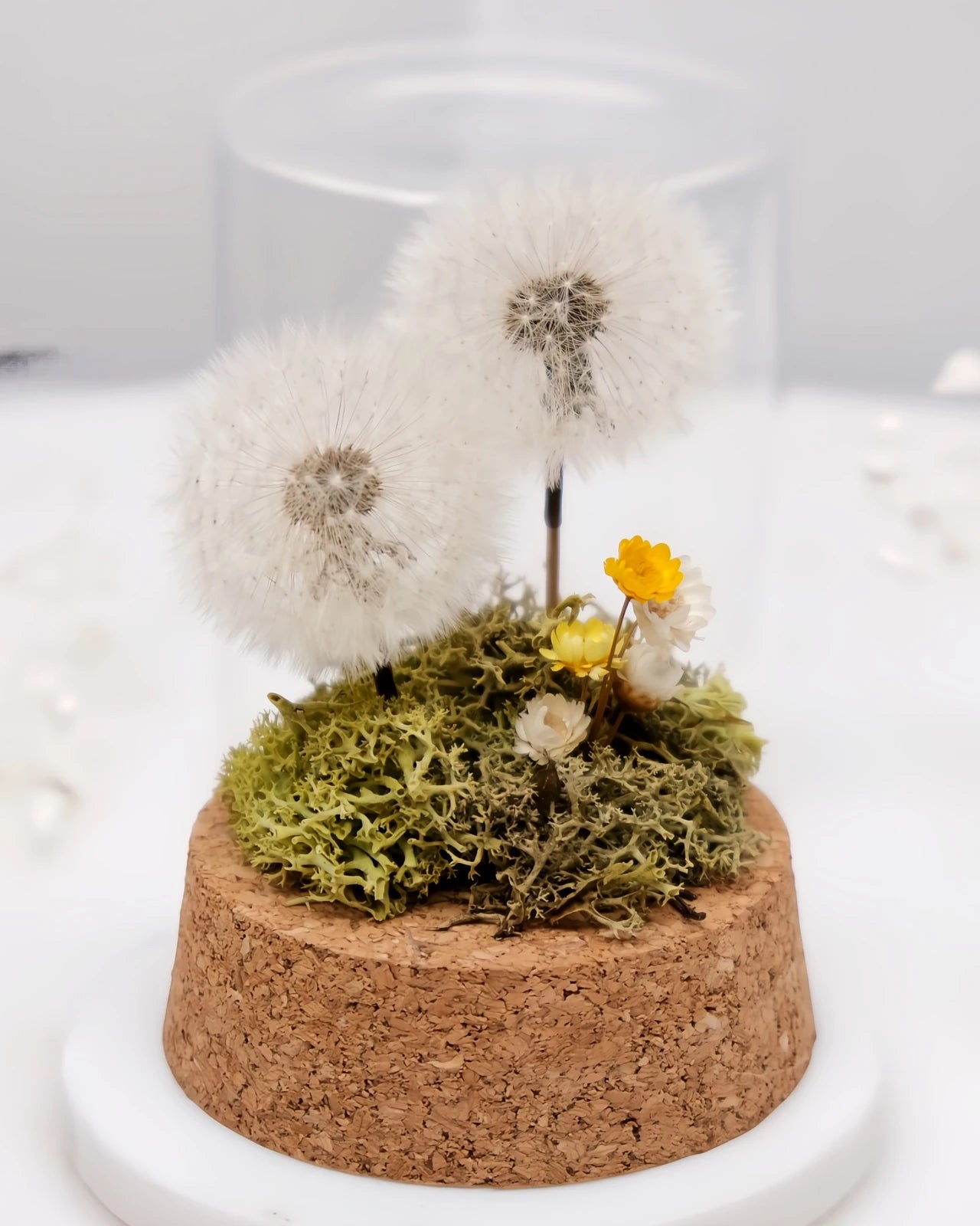 dettaglio composizione di due soffioni stabilizzati con muschio e glixie