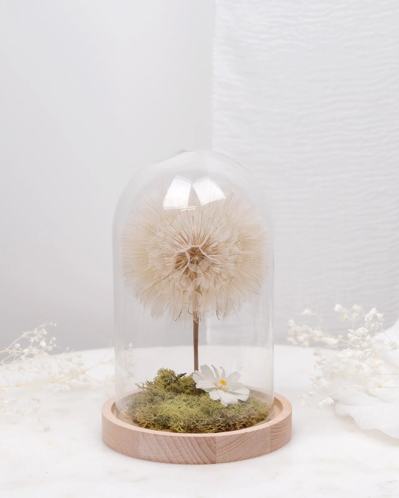 Maxi soffione stabilizzato gigante in campana di vetro e base di legno con prato di muschio stabilizzato