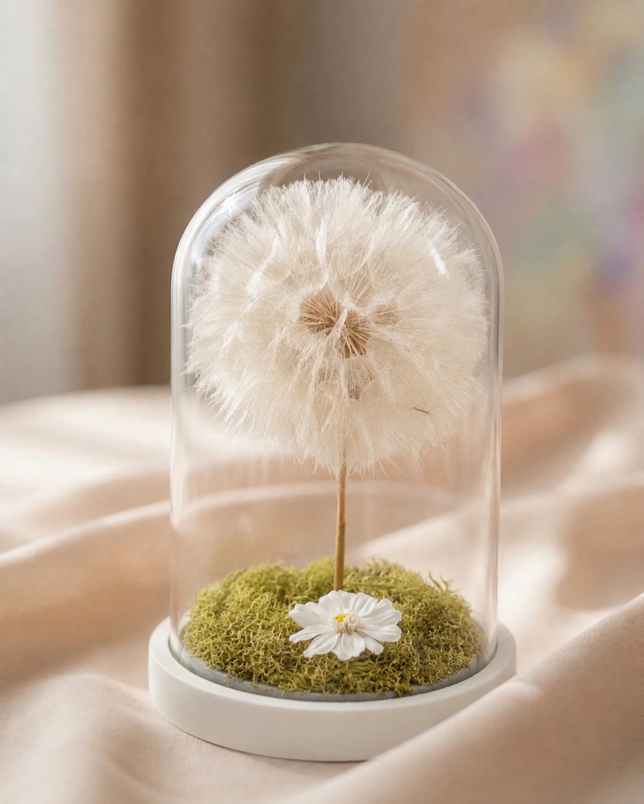 soffione maxi stabilizzato ( frutto del fiore di tragopogon ) con muschio stabilizzato e glixia in campana di vetro con base di legno - Roma