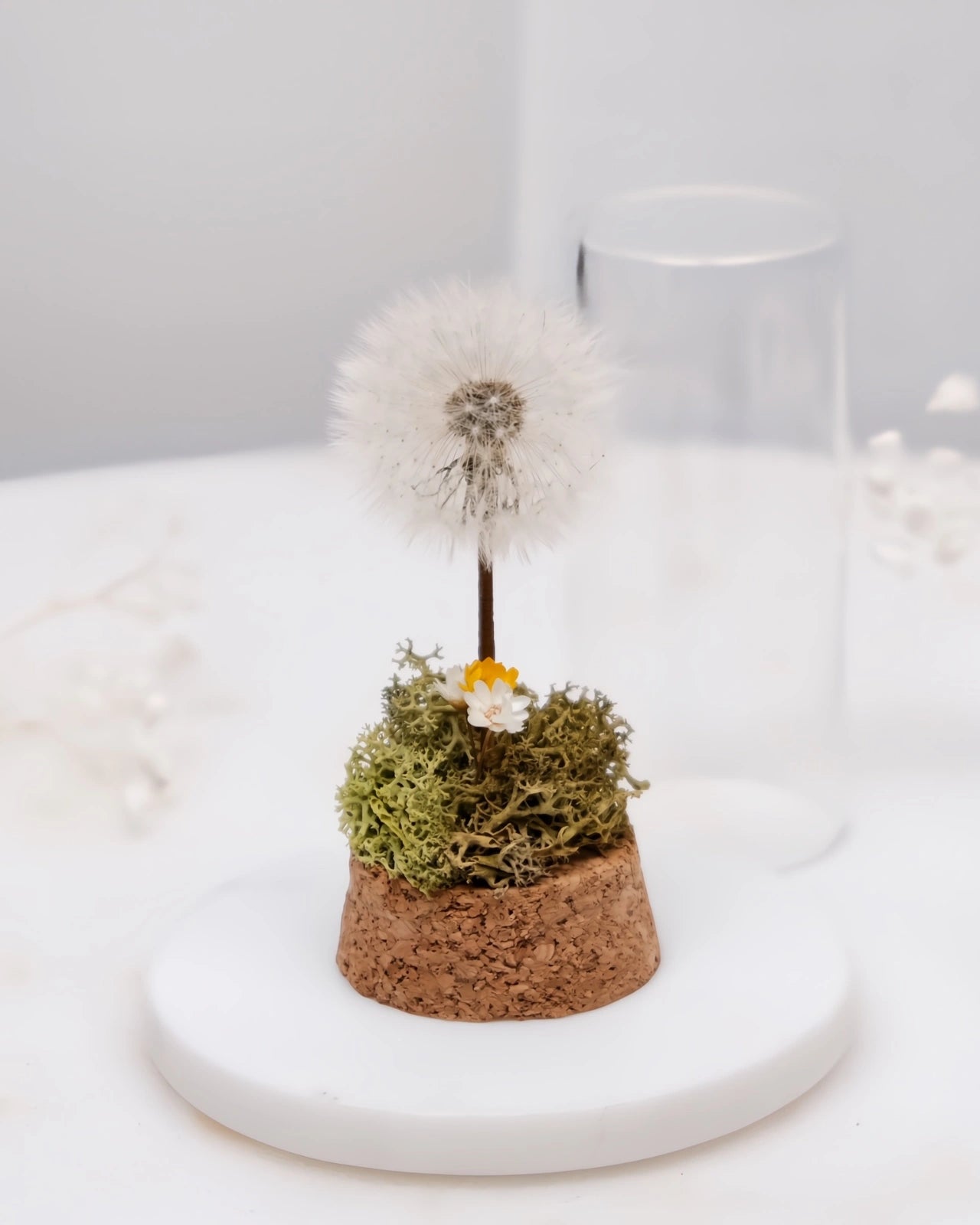 dettaglio del giardino dei desideri con soffione stabilizzato, muschio e glixie