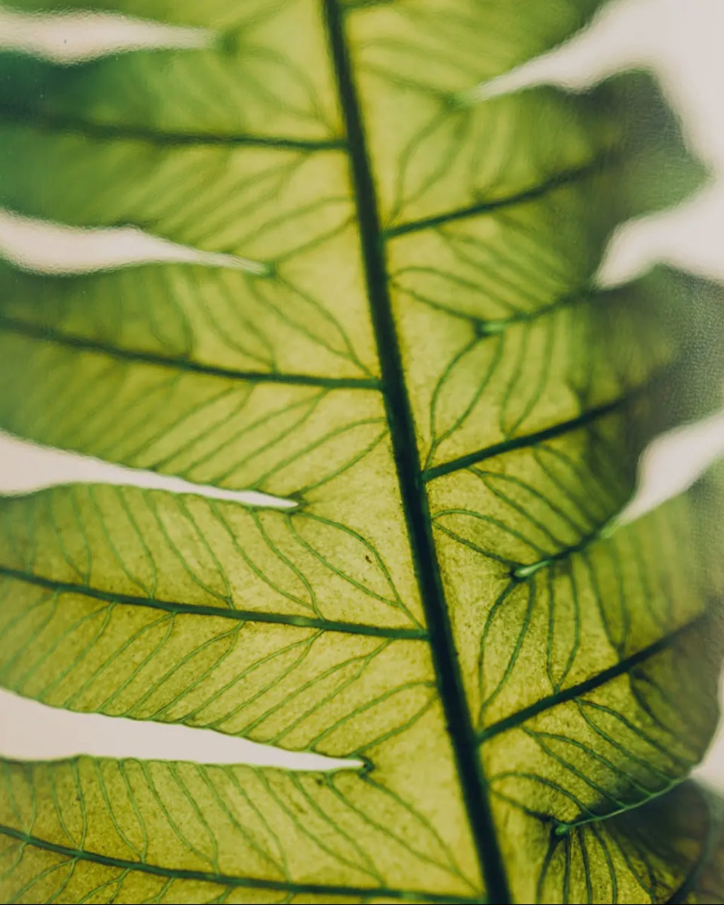 wabi sabi herbarium giapponese artigianali con fiori conservati in bottiglia di vetro farmaceutico e tappo in legno naturale - foglia stabilizzata di argyrea - dettaglio