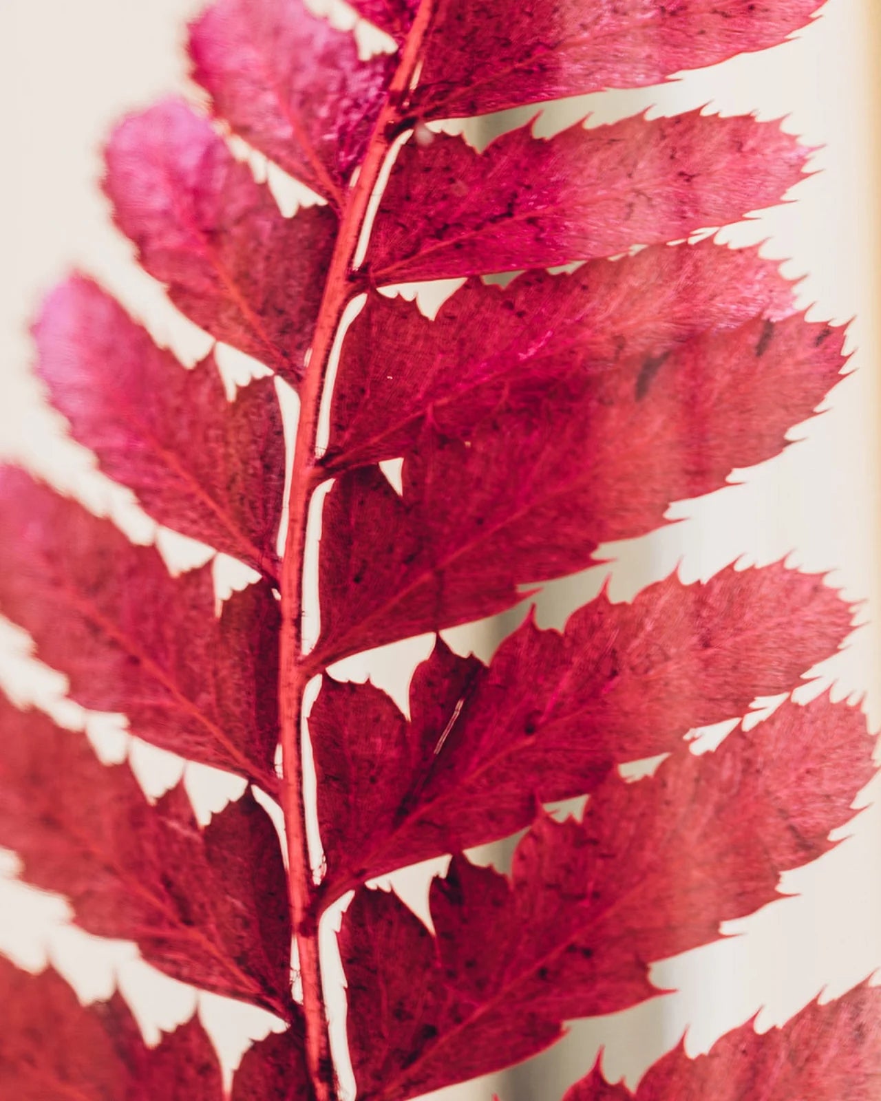 wabi sabi herbarium giapponese artigianali con fiori conservati in bottiglia di vetro farmaceutico e tappo in legno naturale - foglia stabilizzata di felce rossa - dettaglio