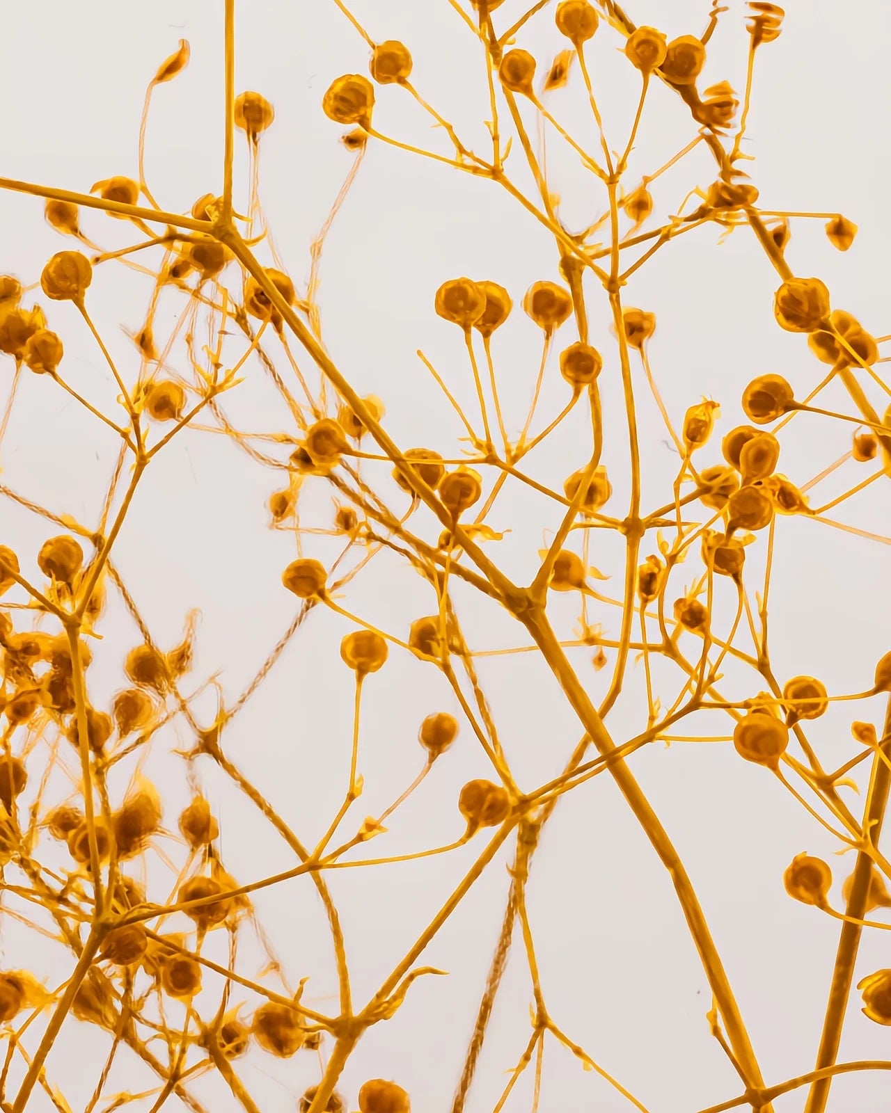 wabi sabi herbarium giapponese artigianali con fiori conservati in bottiglia di vetro farmaceutico e tappo in legno naturale - fiori di gypsophila gialla - dettaglio