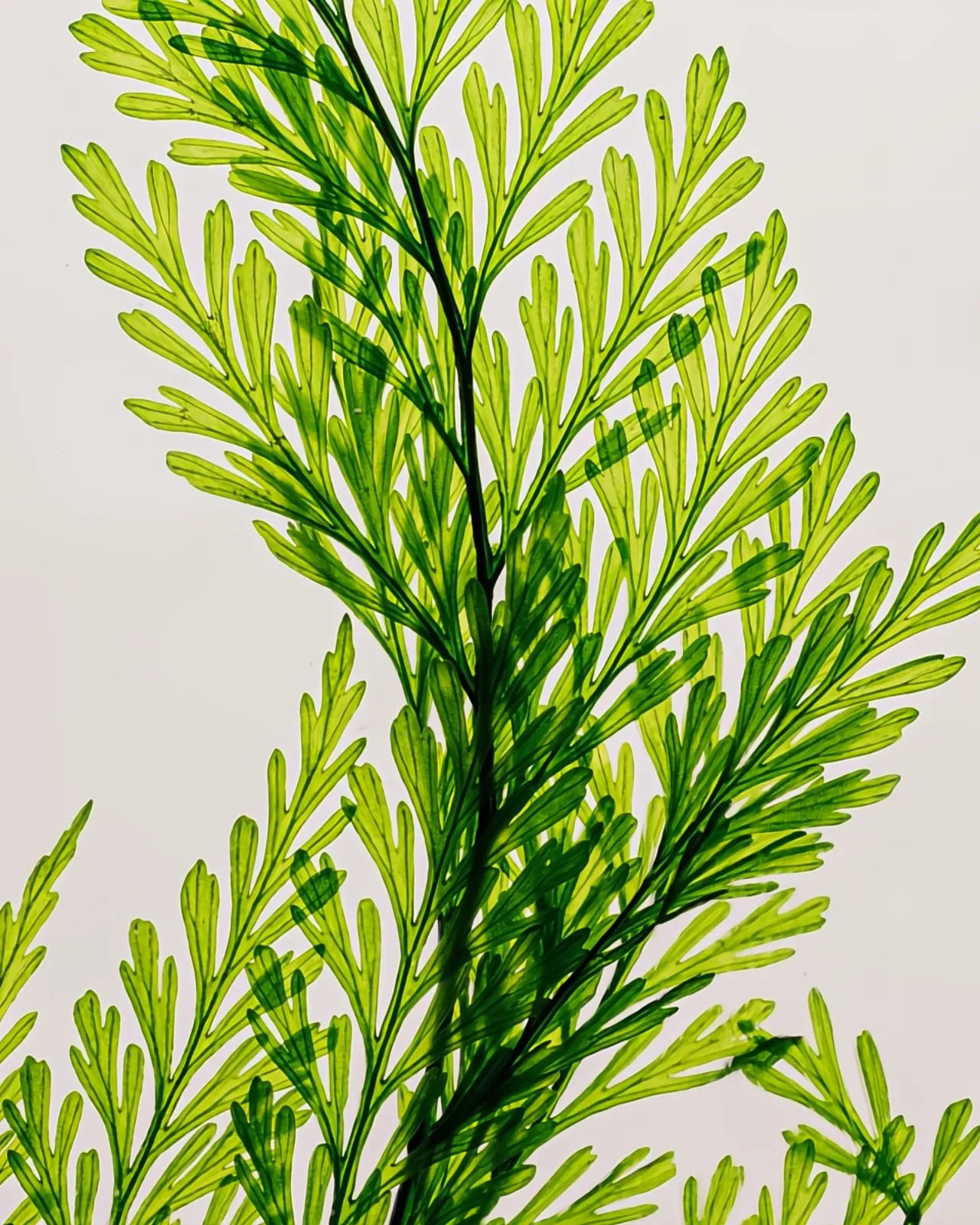 wabi sabi herbarium giapponese artigianali con fiori conservati in bottiglia di vetro farmaceutico e tappo in legno naturale - foglia di tabalia - dettaglio