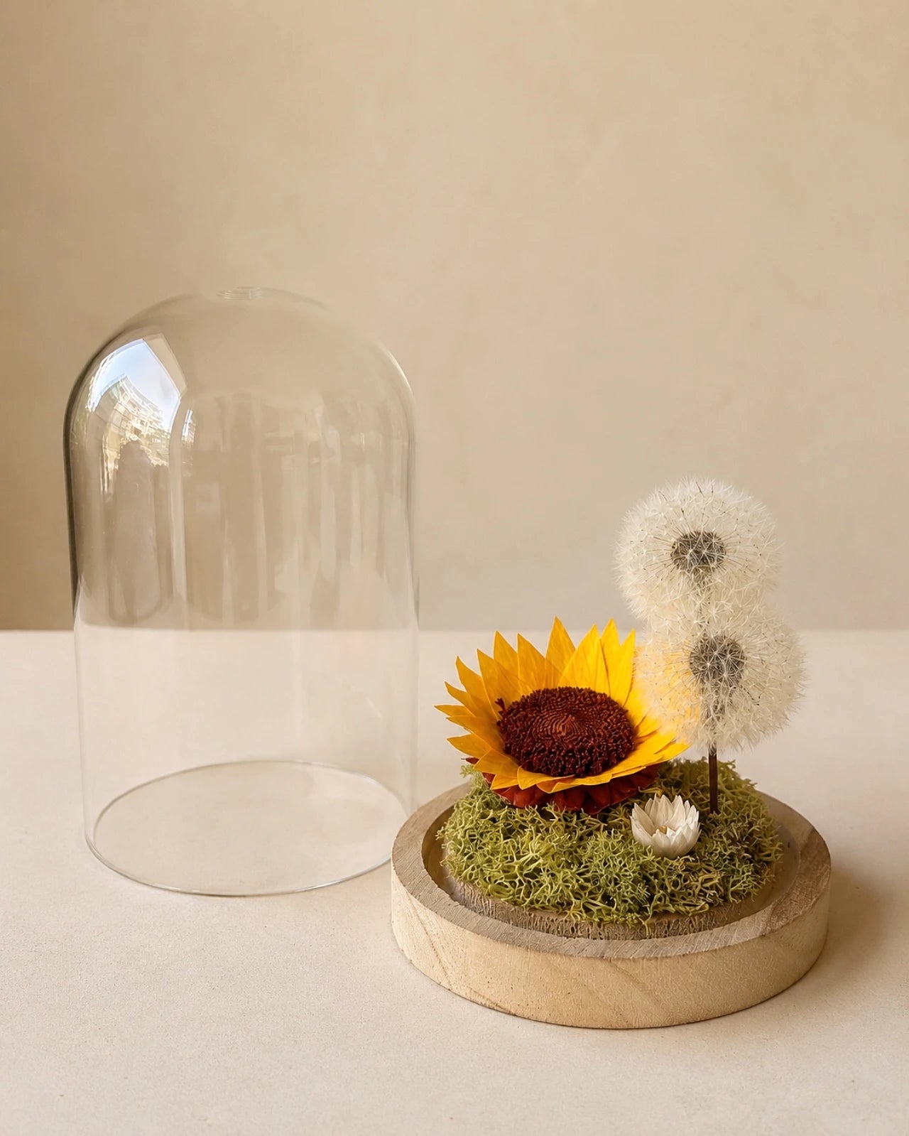 Alma Luciente - girasole stabilizzato con soffioni preservati ed elicrisio bianco su muschio in campana di vetro con base in legno naturale - Io Sono La Luce Roma
