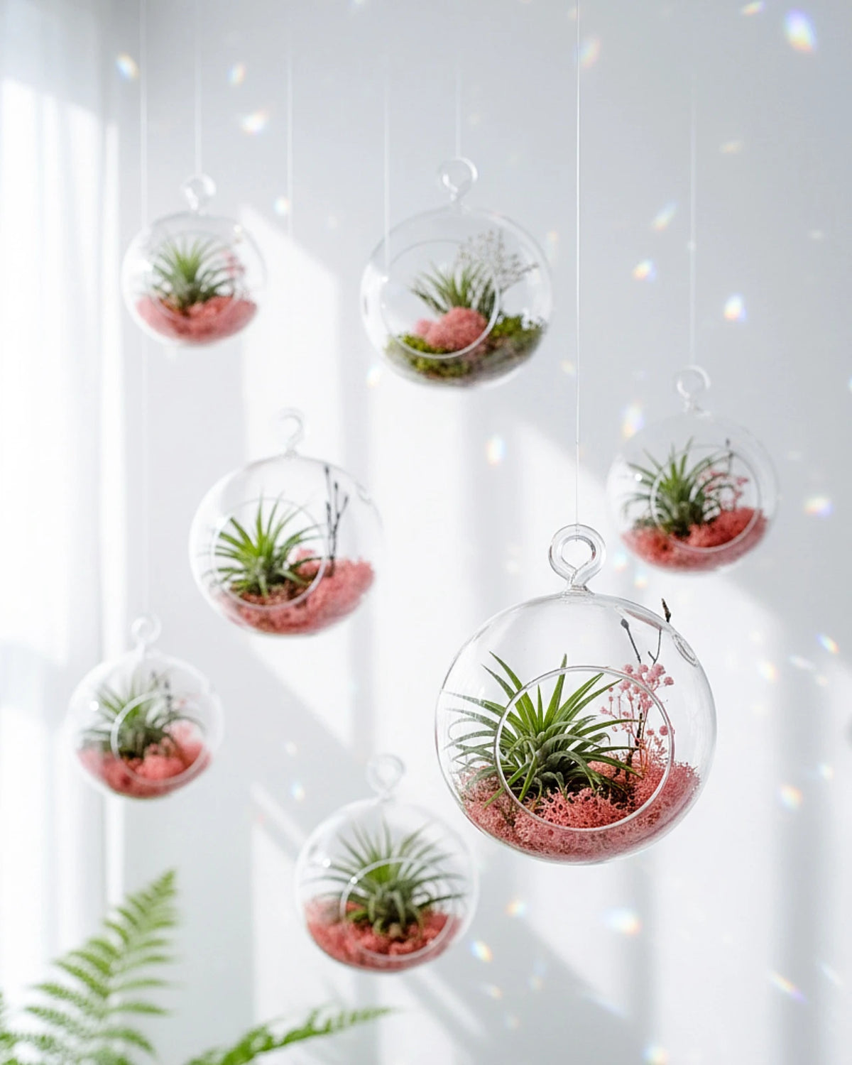 composizione terrarium sospesi con piante aeree tillandsie ionanthe e muschio stabilizzato - roma