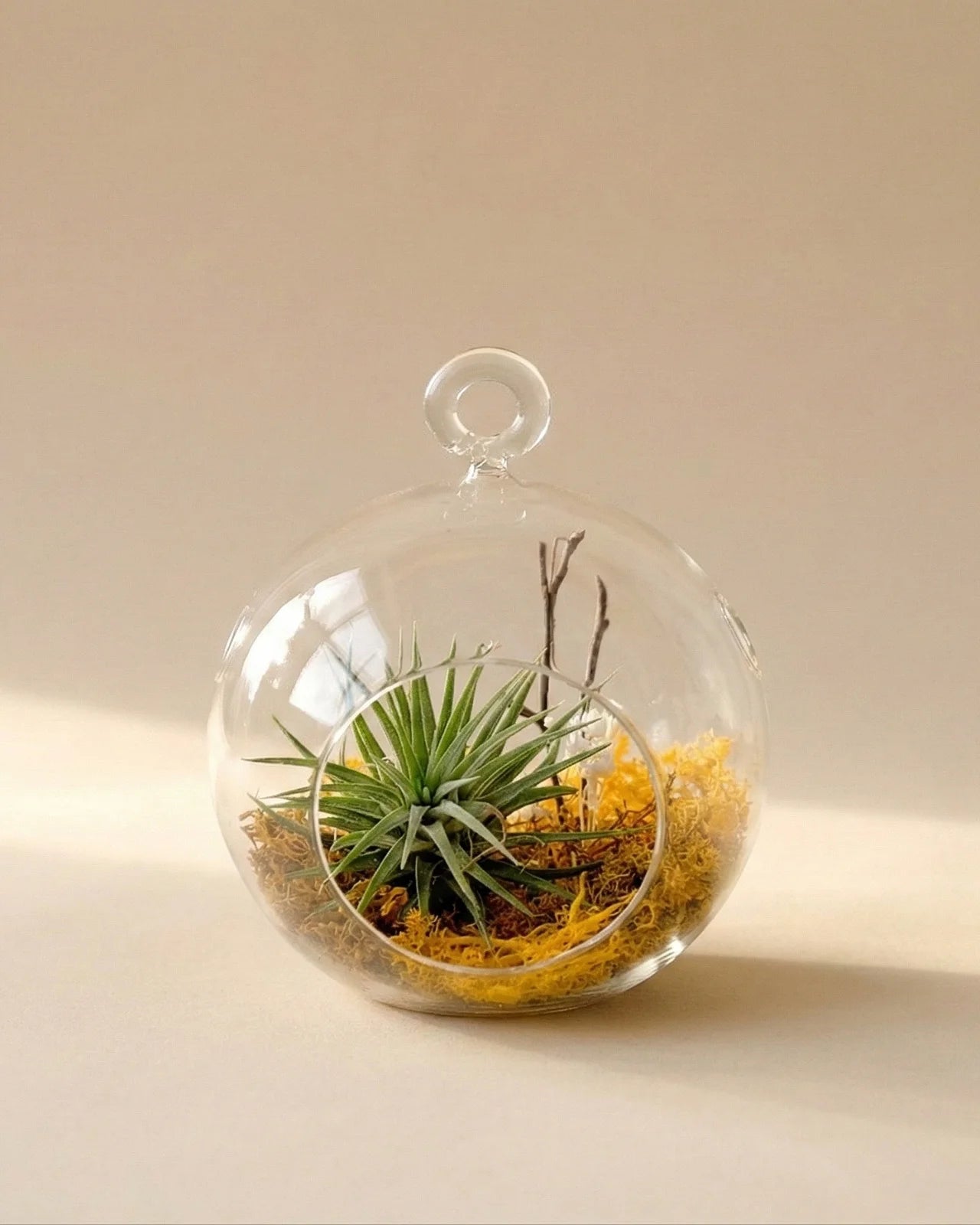Aria tillandsia terrarium vetro muschio arancio bruciato warm tone pianta aria decorativa Roma