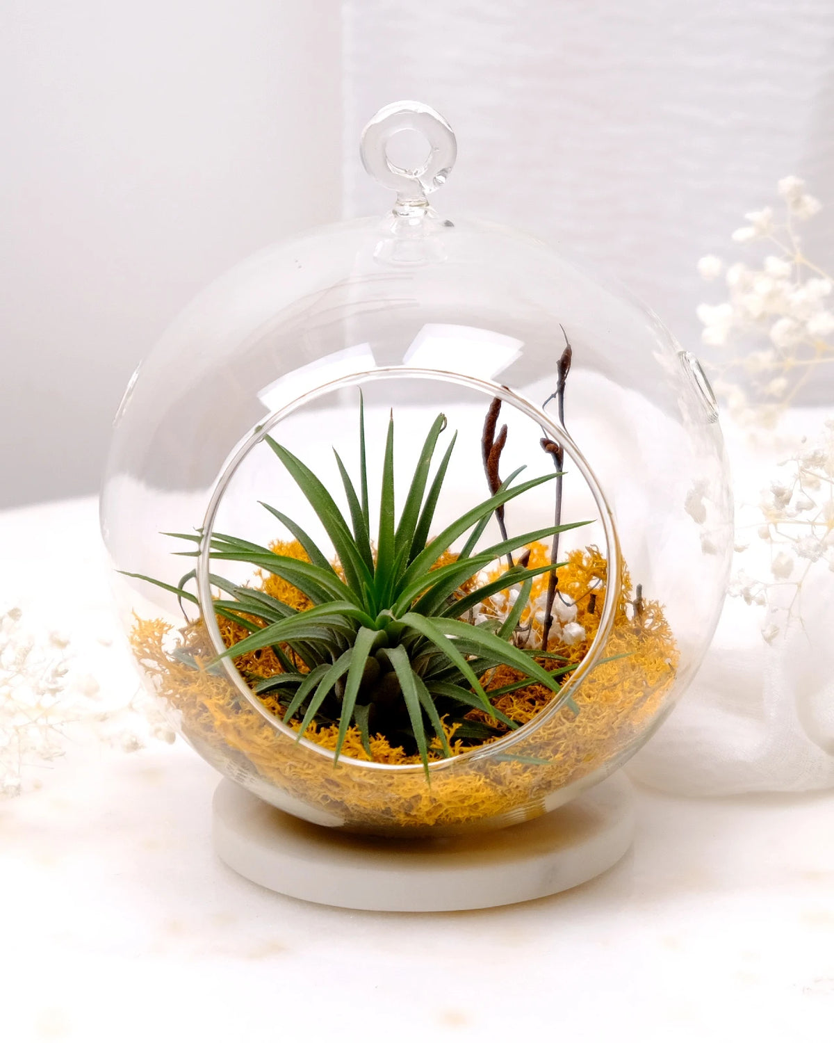 Aria | Terrarium - Tillandsia in Bowl di Vetro