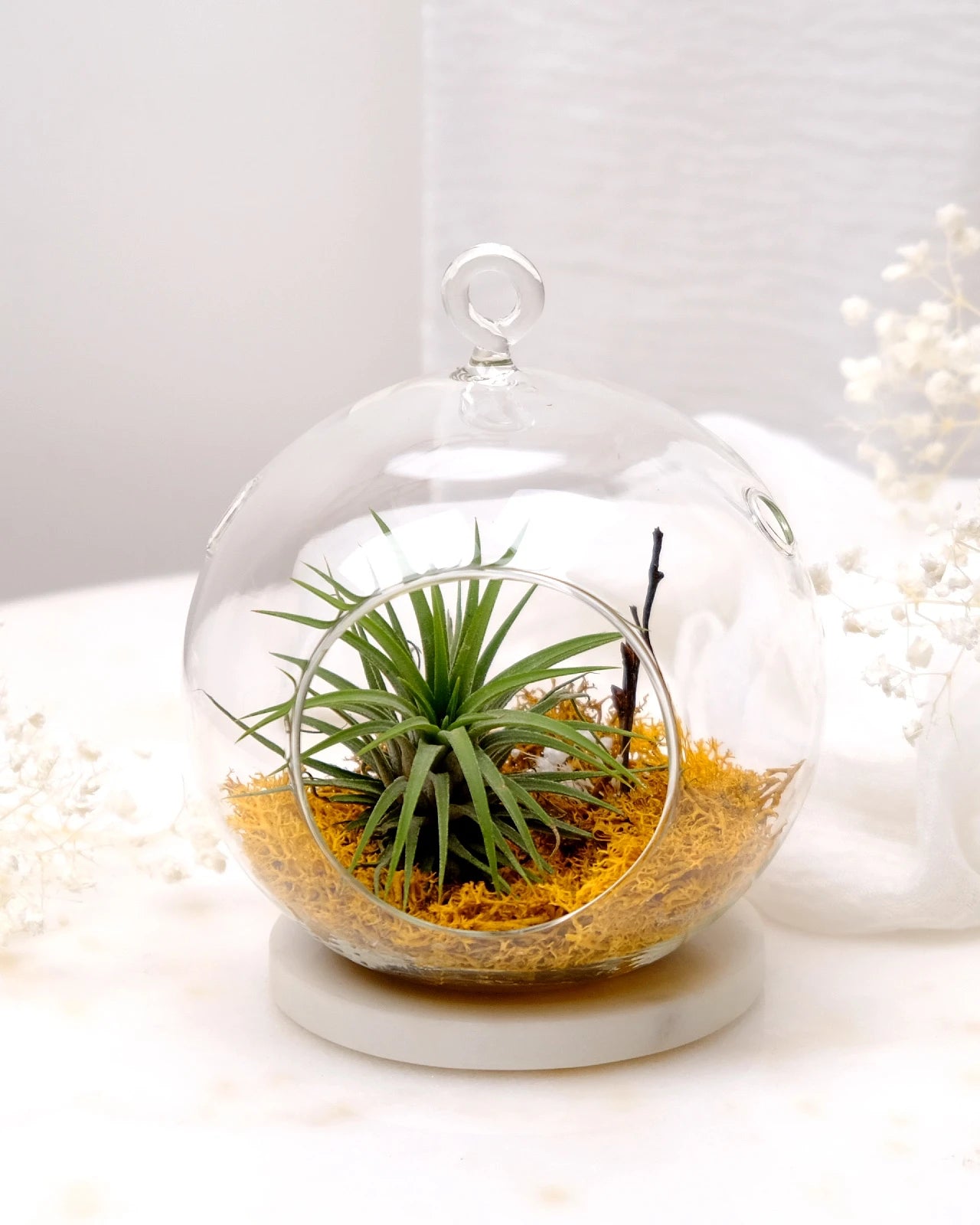 Aria | Terrarium - Tillandsia in Bowl di Vetro