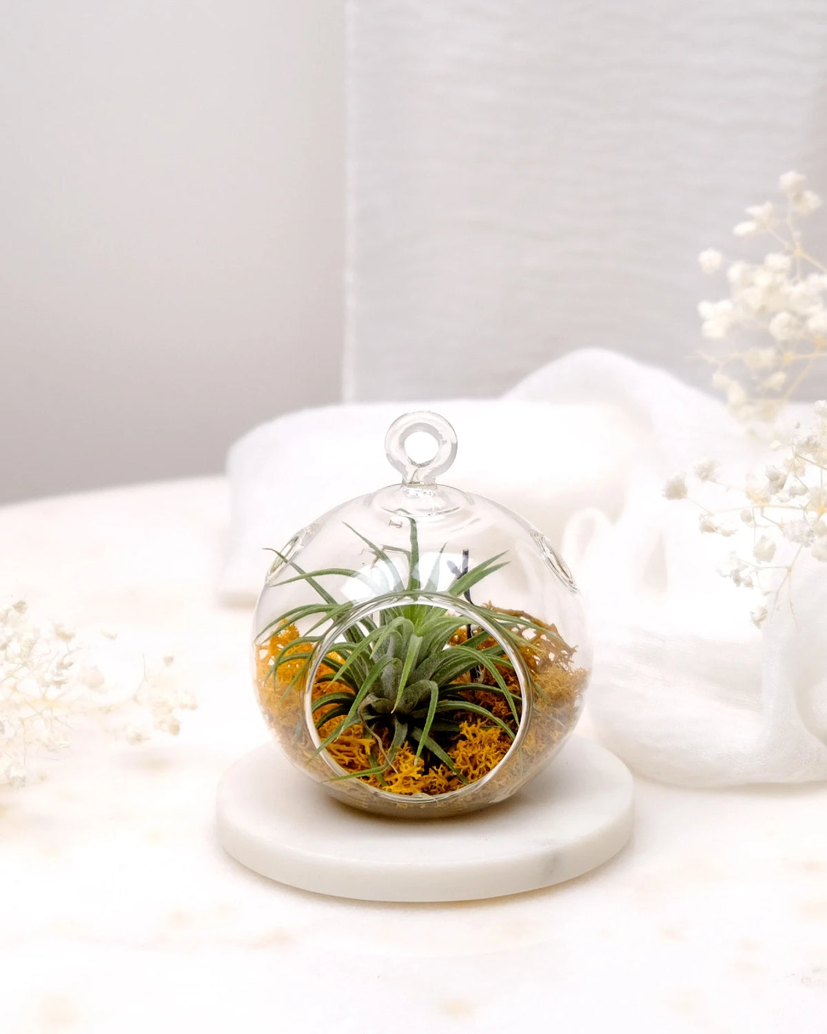 Aria | Terrarium - Tillandsia in Bowl di Vetro