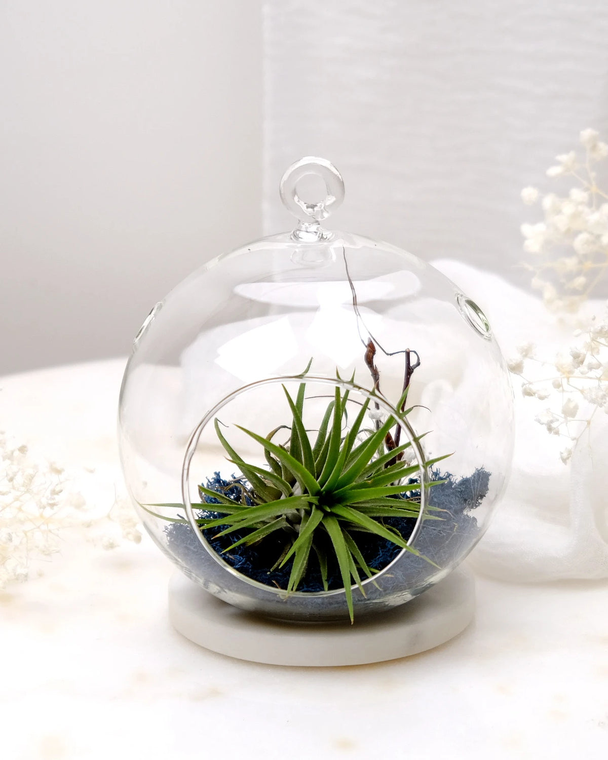 Aria | Terrarium - Tillandsia in Bowl di Vetro
