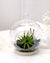 Aria | Terrarium - Tillandsia in Bowl di Vetro