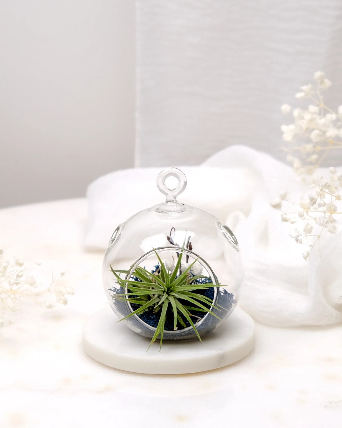 Aria | Terrarium - Tillandsia in Bowl di Vetro