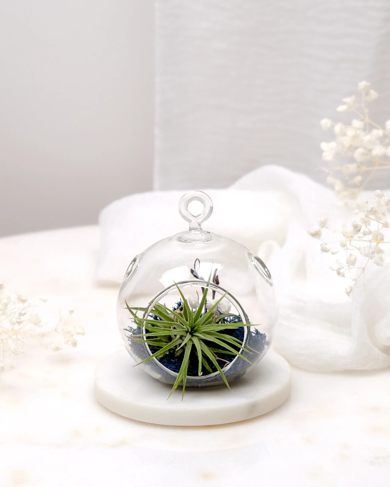 Aria | Terrarium - Tillandsia in Bowl di Vetro