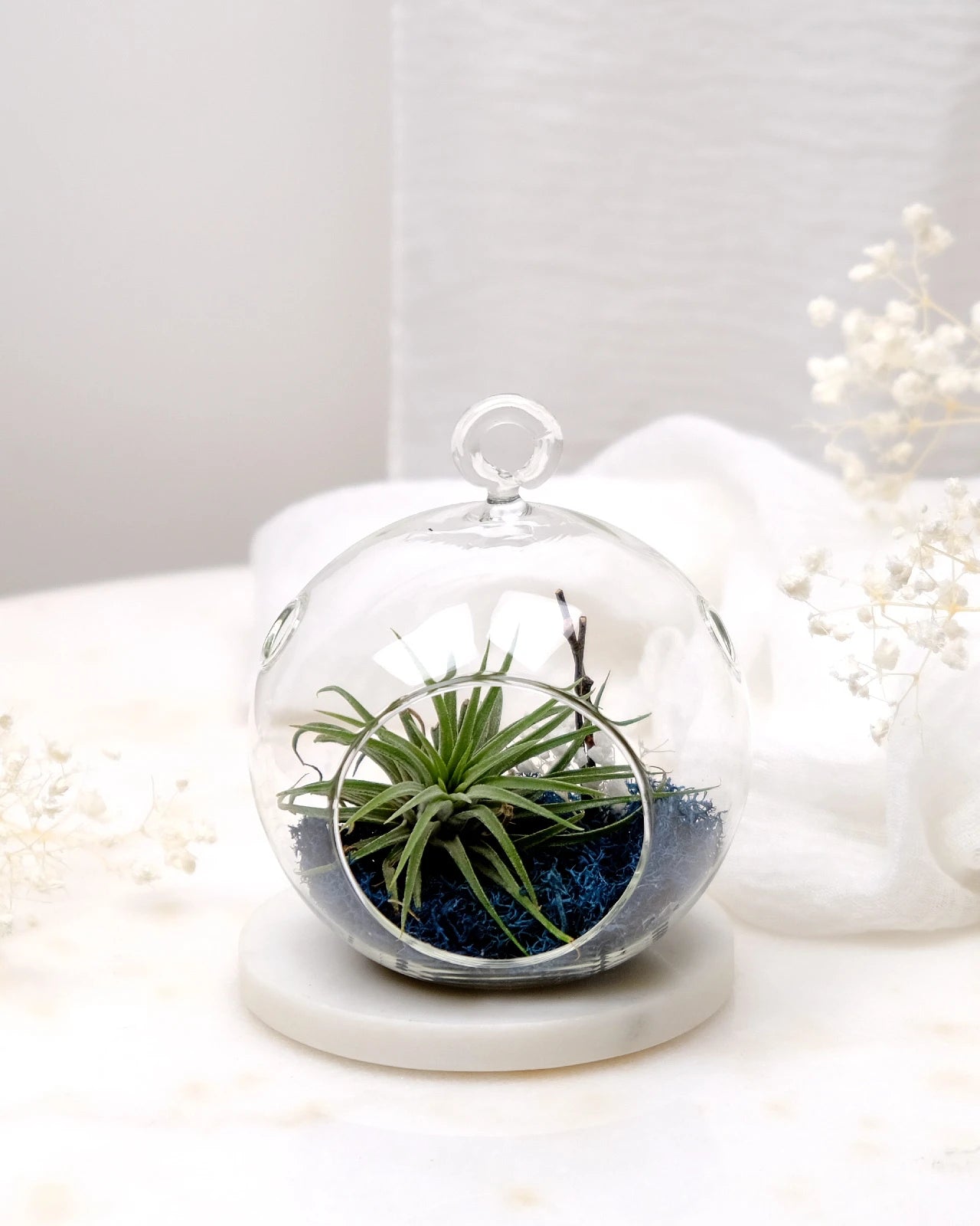 Aria | Terrarium - Tillandsia in Bowl di Vetro