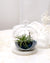 Aria | Terrarium - Tillandsia in Bowl di Vetro