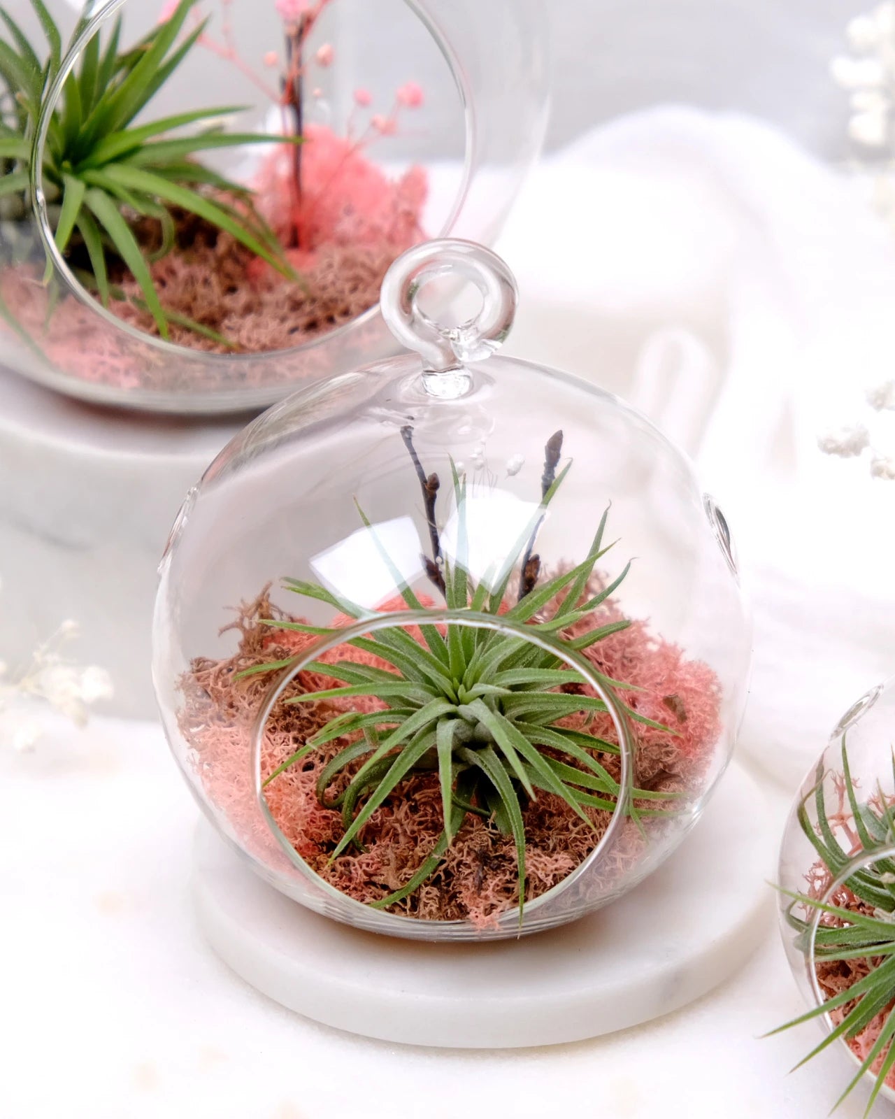 Aria | Terrarium - Tillandsia in Bowl di Vetro