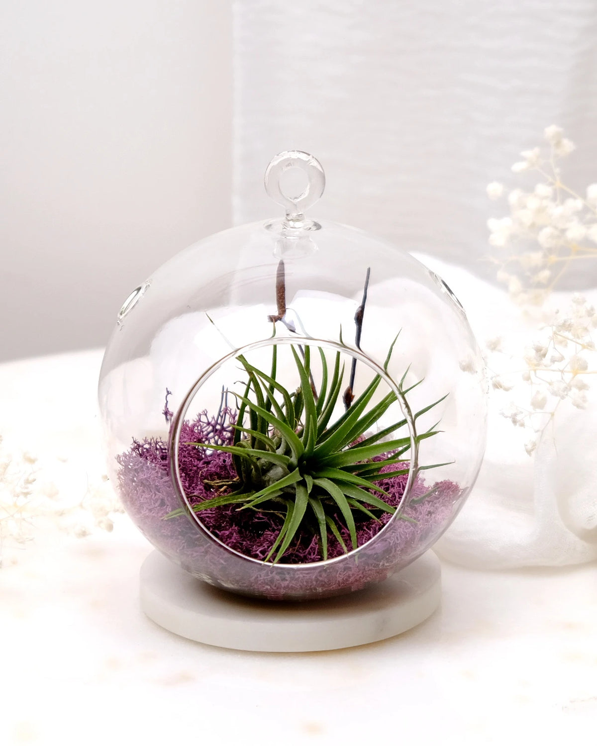 Aria | Terrarium - Tillandsia in Bowl di Vetro