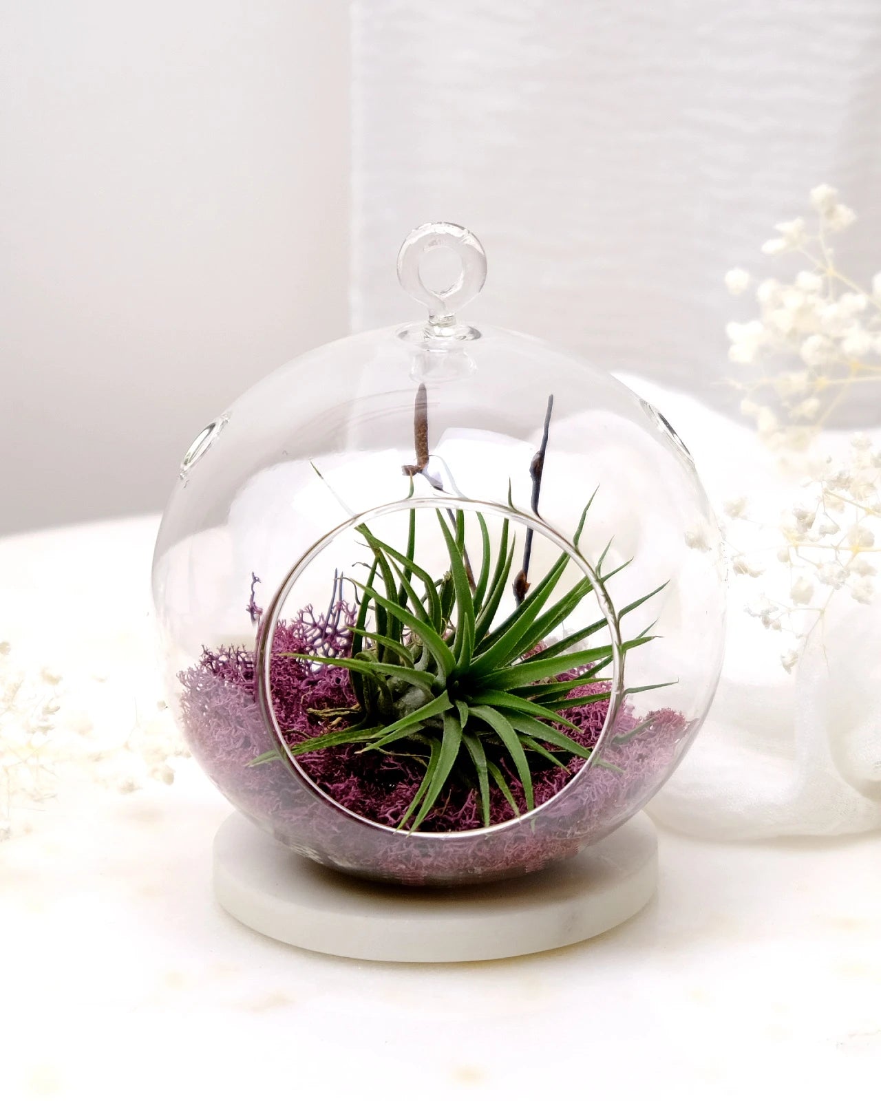 Aria | Terrarium - Tillandsia in Bowl di Vetro
