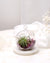 Aria | Terrarium - Tillandsia in Bowl di Vetro