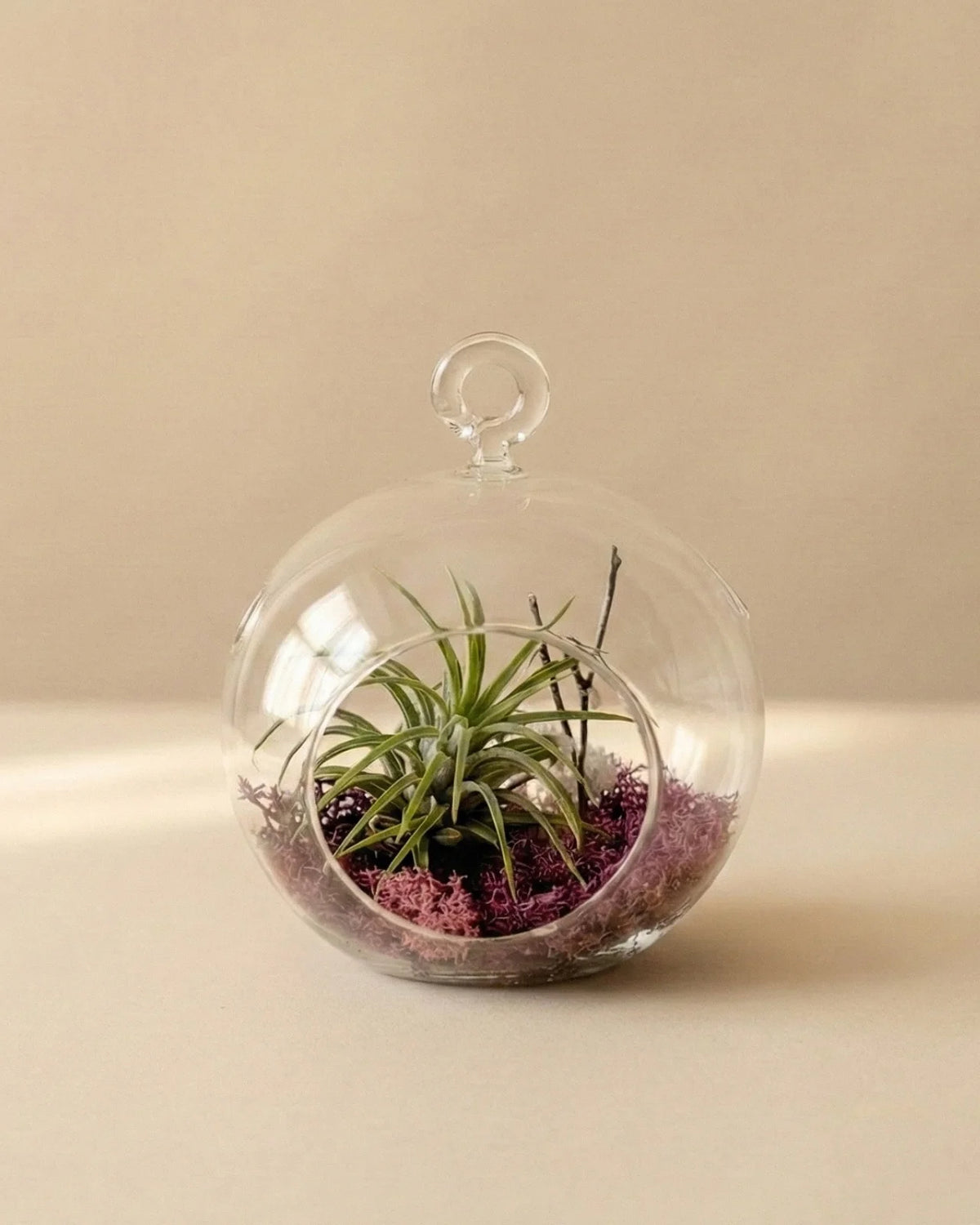 Aria tillandsia ionantha in terrarium vetro con muschio prugna chiaro, pianta aria decorativa senza manutenzione Roma