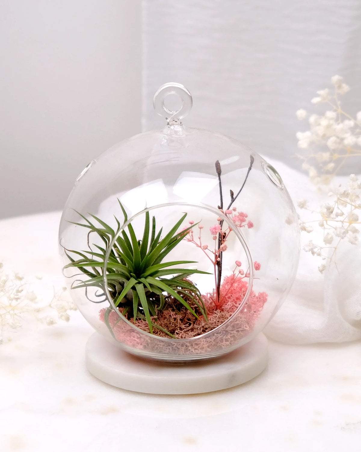 Aria | Terrarium - Tillandsia in Bowl di Vetro