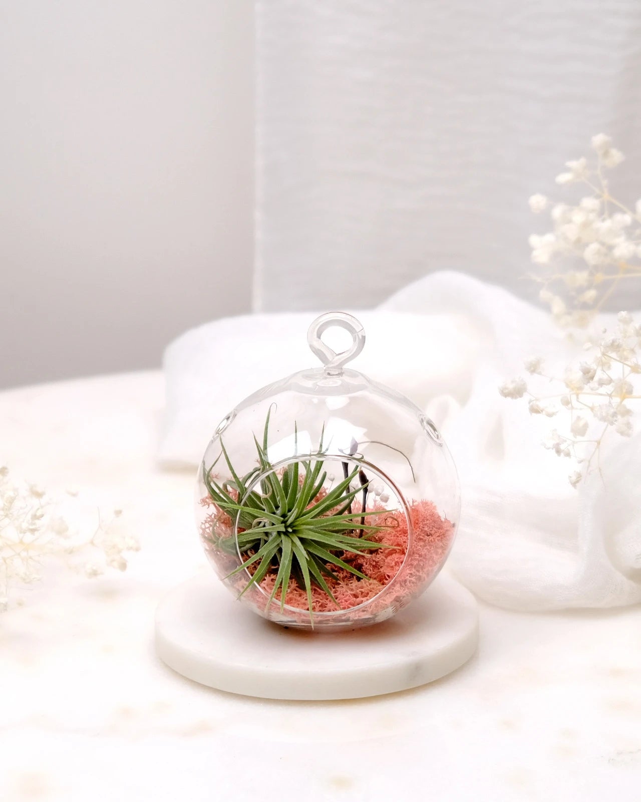 Aria | Terrarium - Tillandsia in Bowl di Vetro
