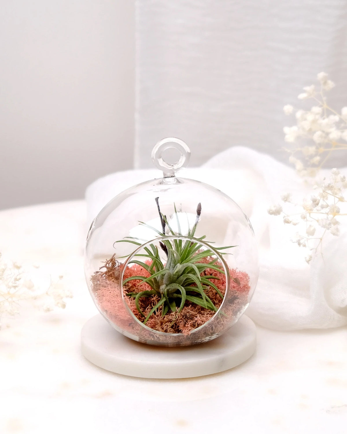 Aria | Terrarium - Tillandsia in Bowl di Vetro