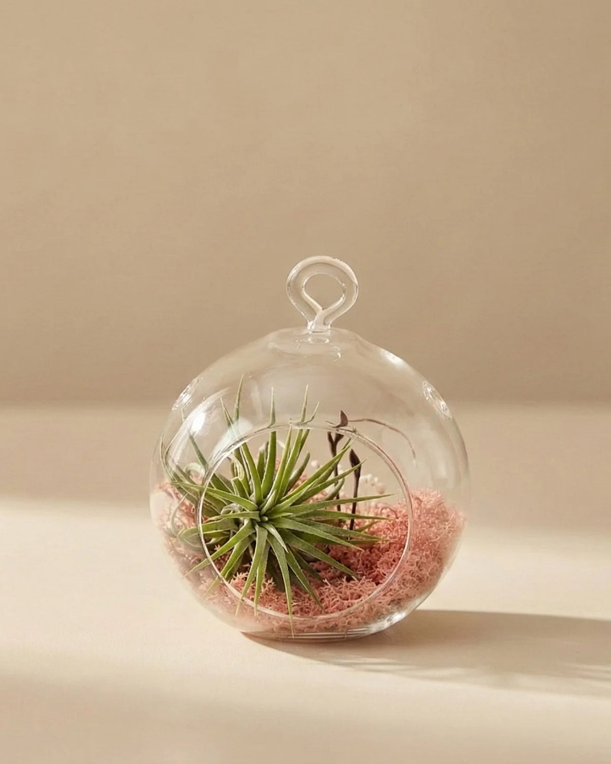 Tillandsia Aria in bowl vetro con muschio rosa cipria, decorazione botanica minimal gift Roma
