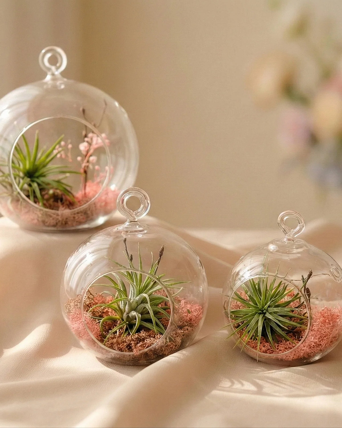 Tre terrarium vetro air plant tillandsia con muschio colorato rosa e verde su tessuto naturale